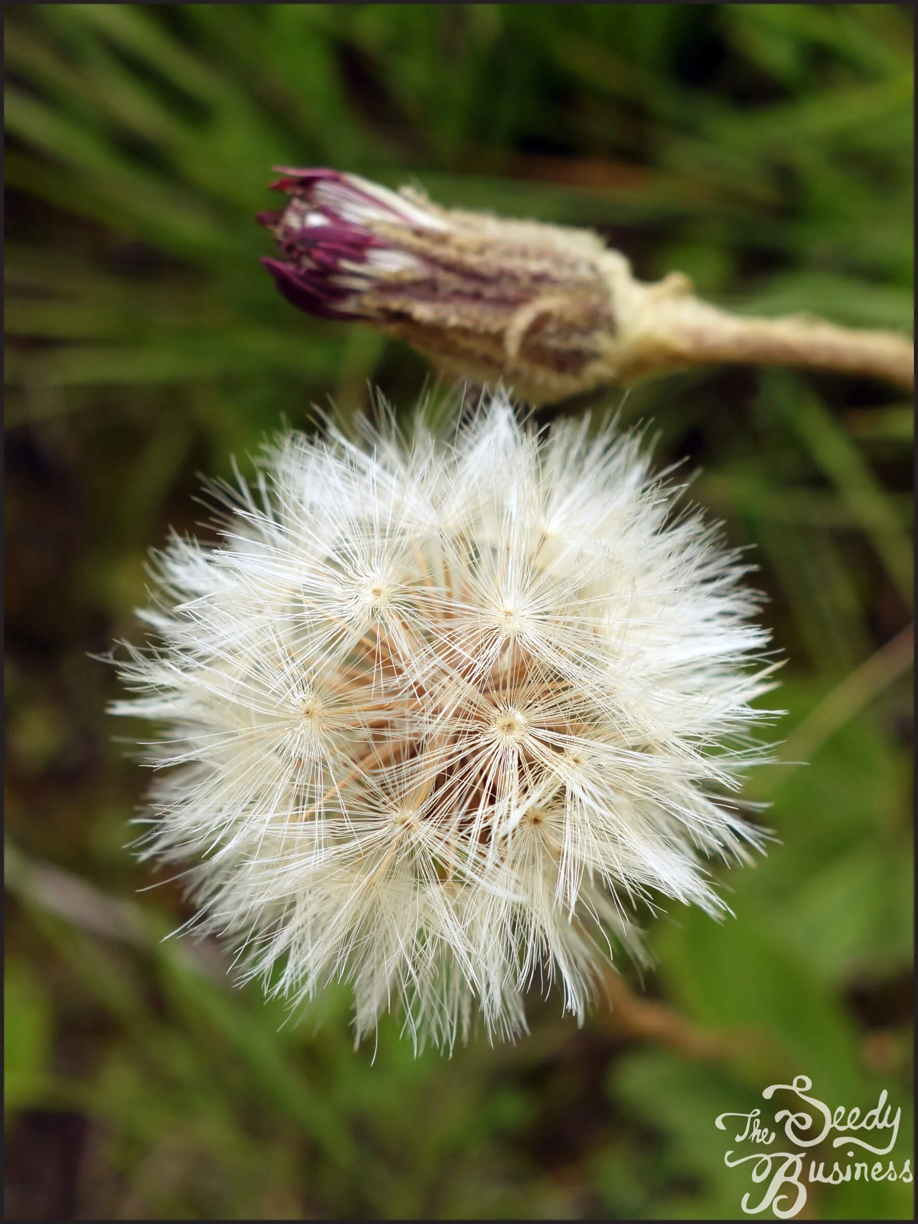 Gerbera_piloselloides_5 (1).jpg