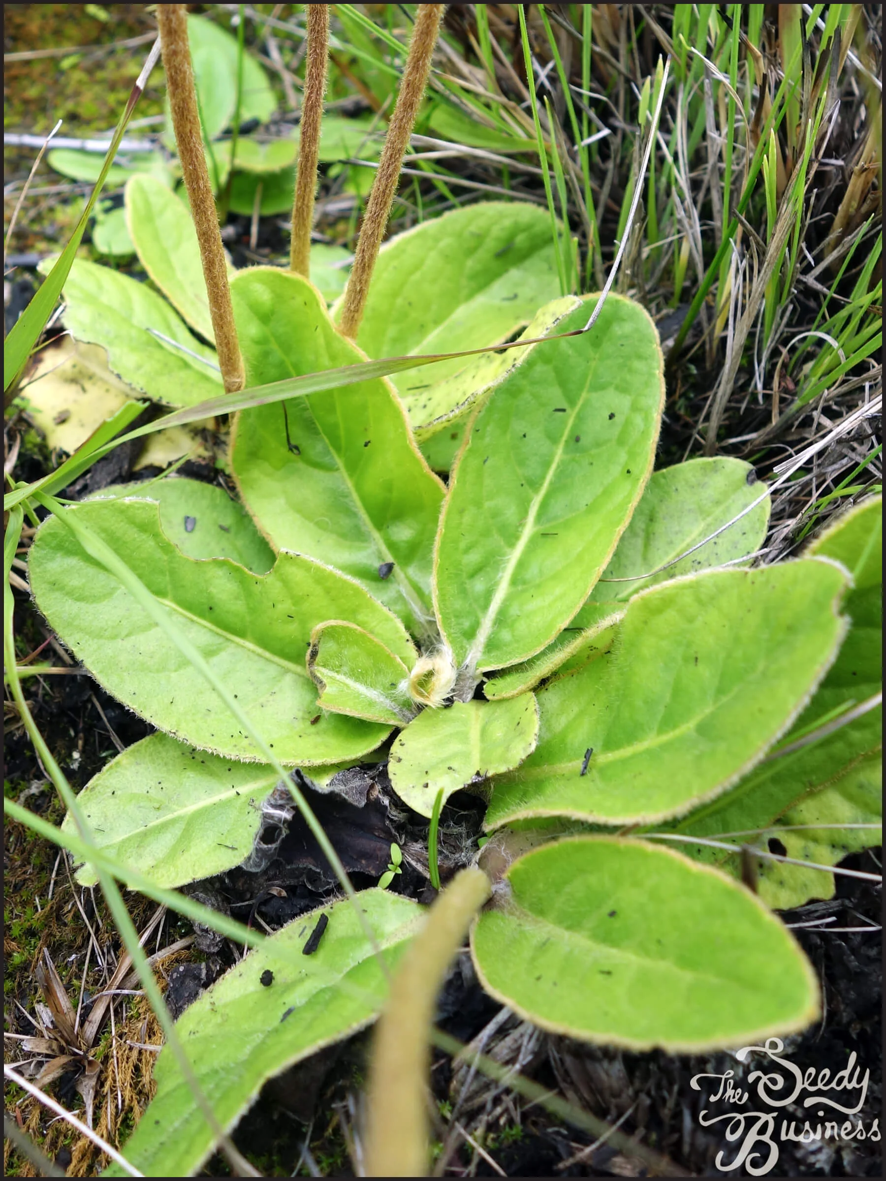 Gerbera_piloselloides_leaves (1).jpg