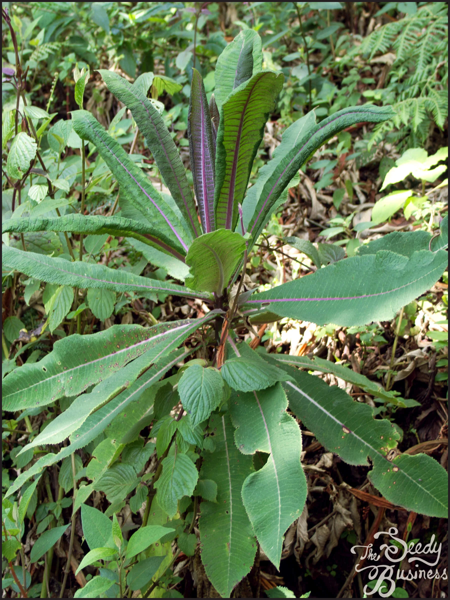 Lobelia_gibberoa_2.jpg