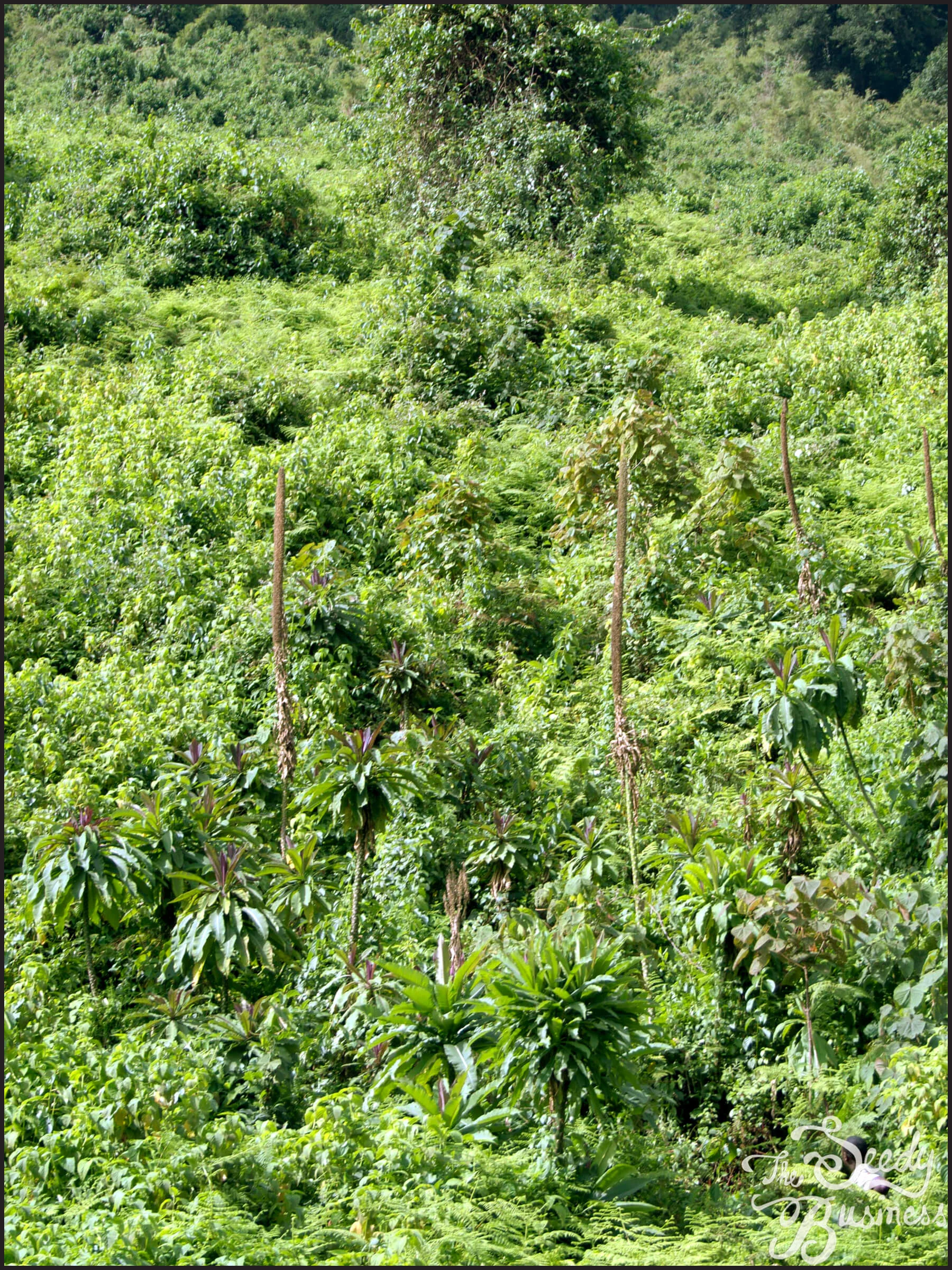 Lobelia_gibberoa_1.jpg