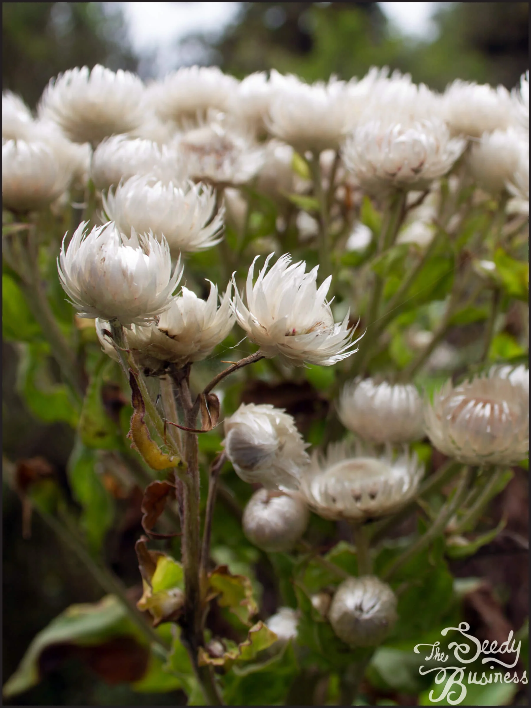 Helichrysum_formosissimum_2.jpg