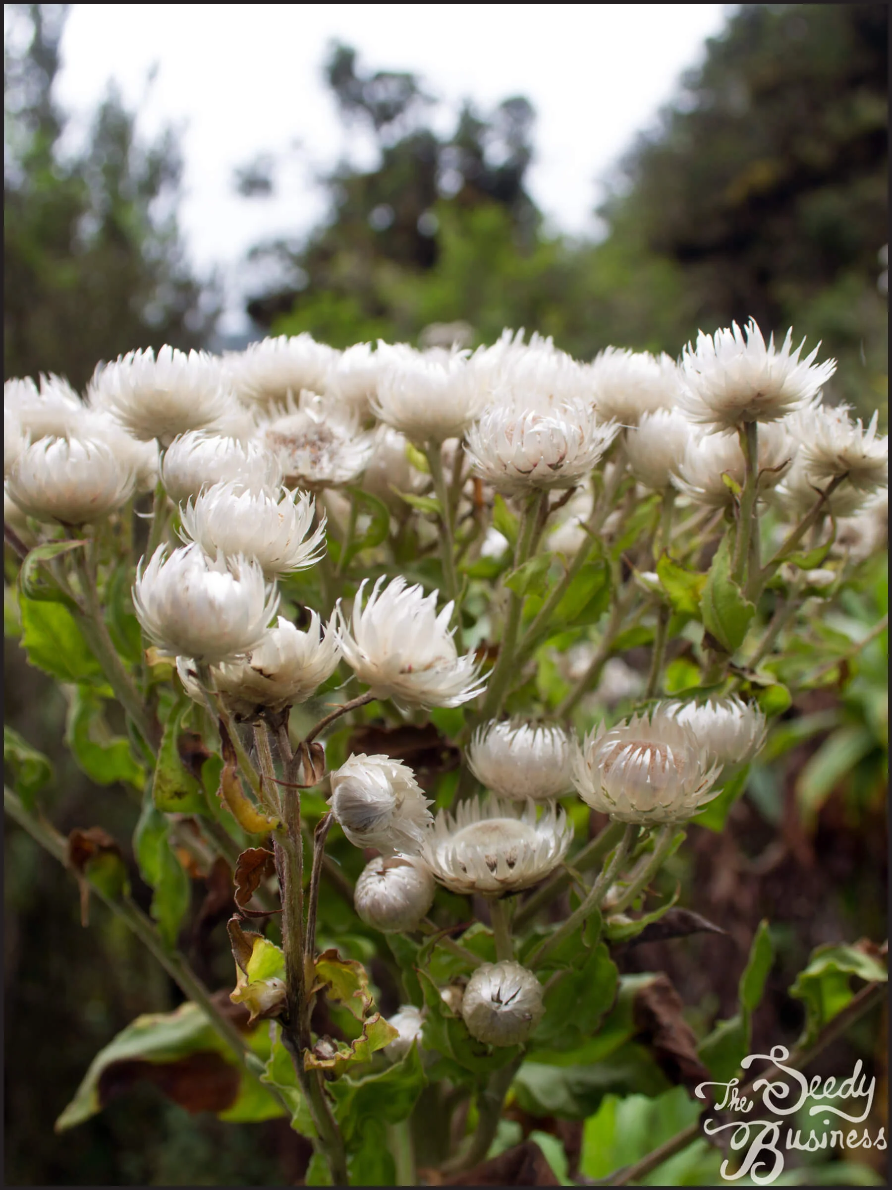 Helichrysum_formosissimum_3.jpg