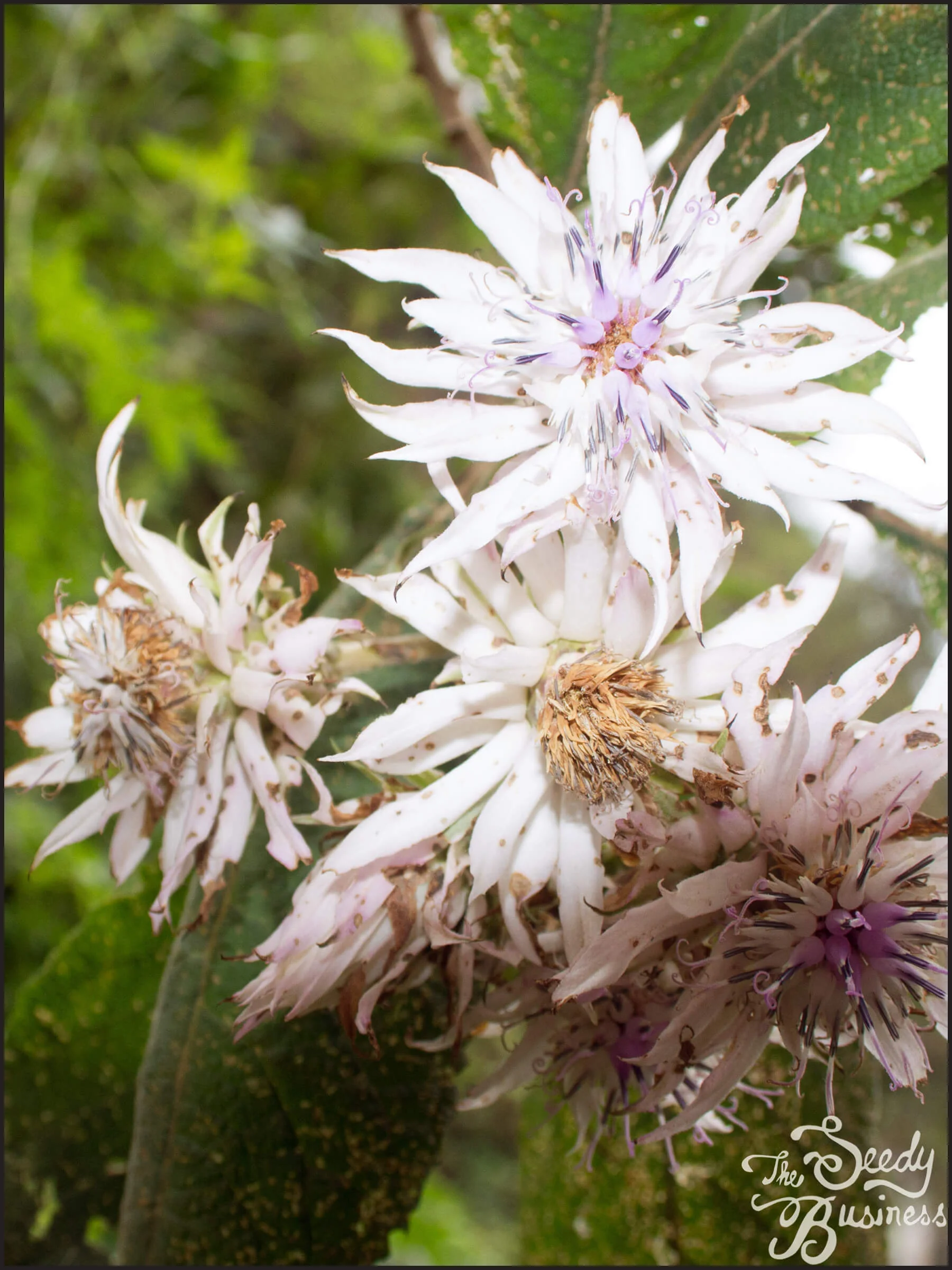 Vernonia calvoana — The Seedy Business
