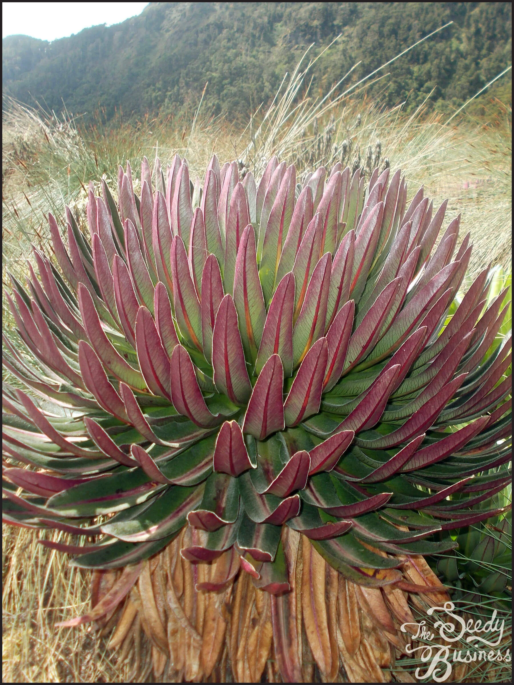 Lobelia_bequaertii4.jpg