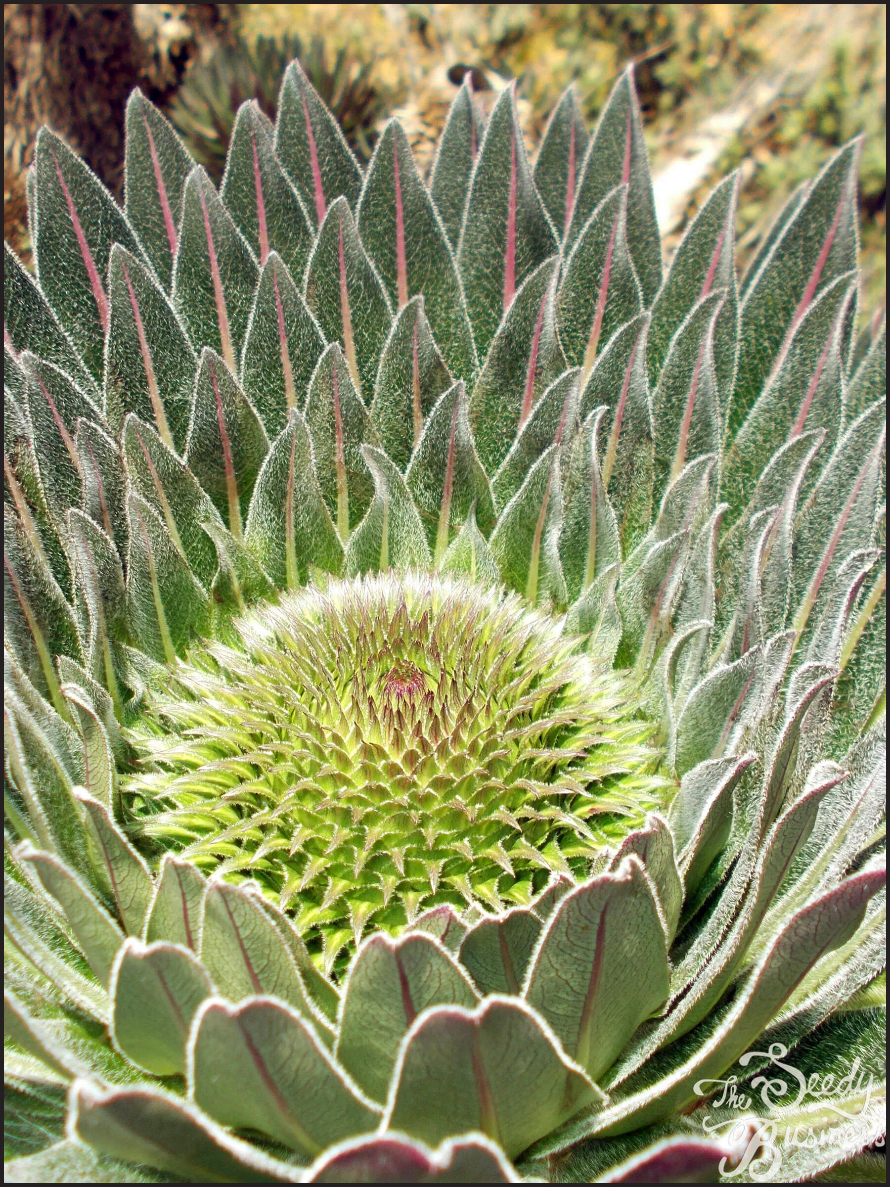 Lobelia_bequaertii3.jpg