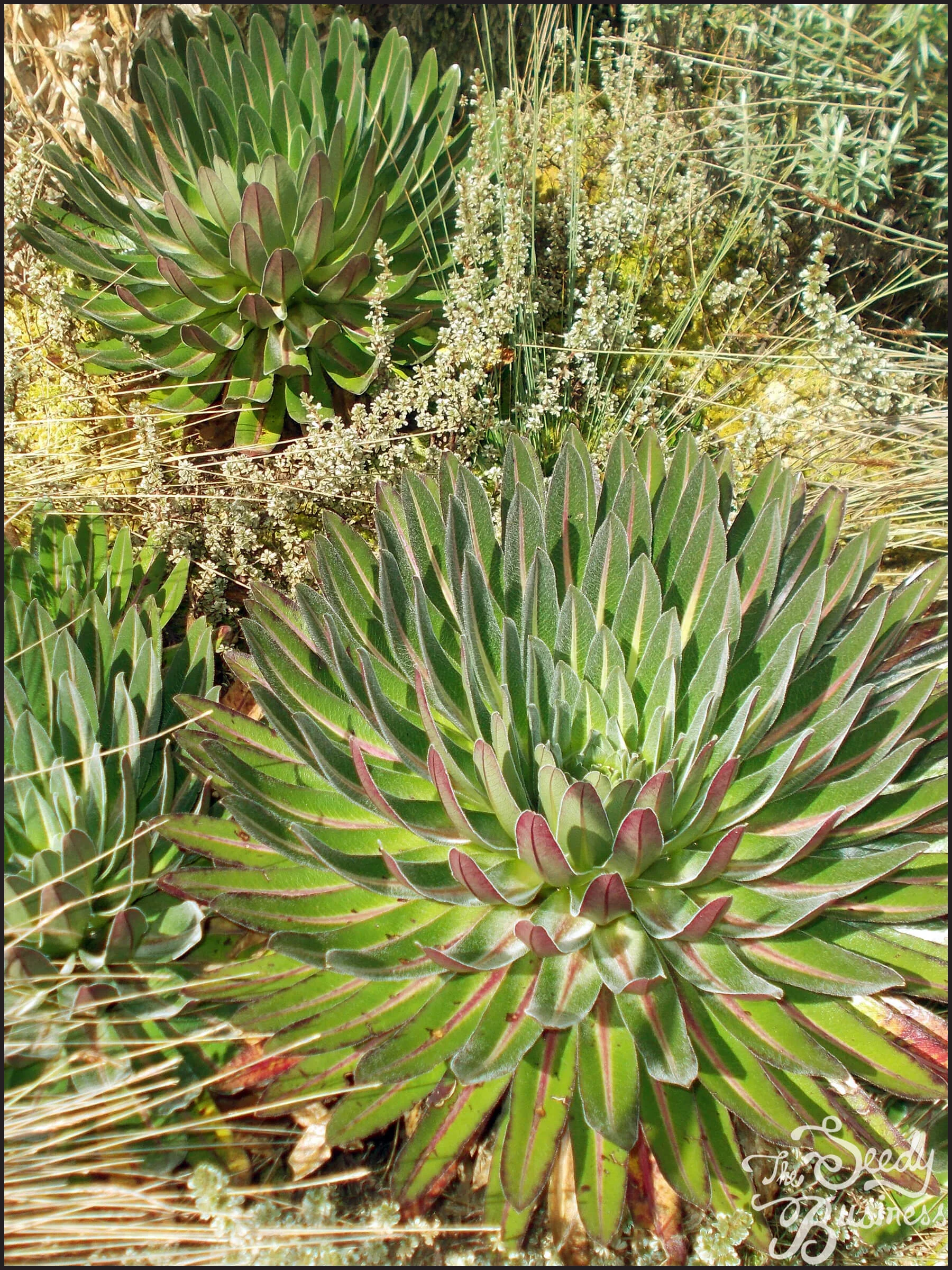 Lobelia_bequaertii5.jpg