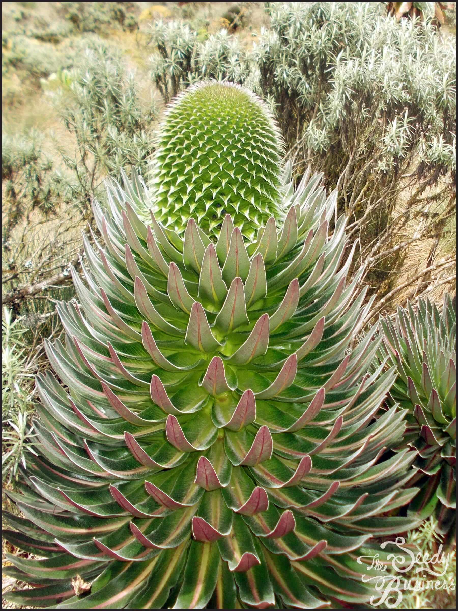 Lobelia_bequaertii6.jpg