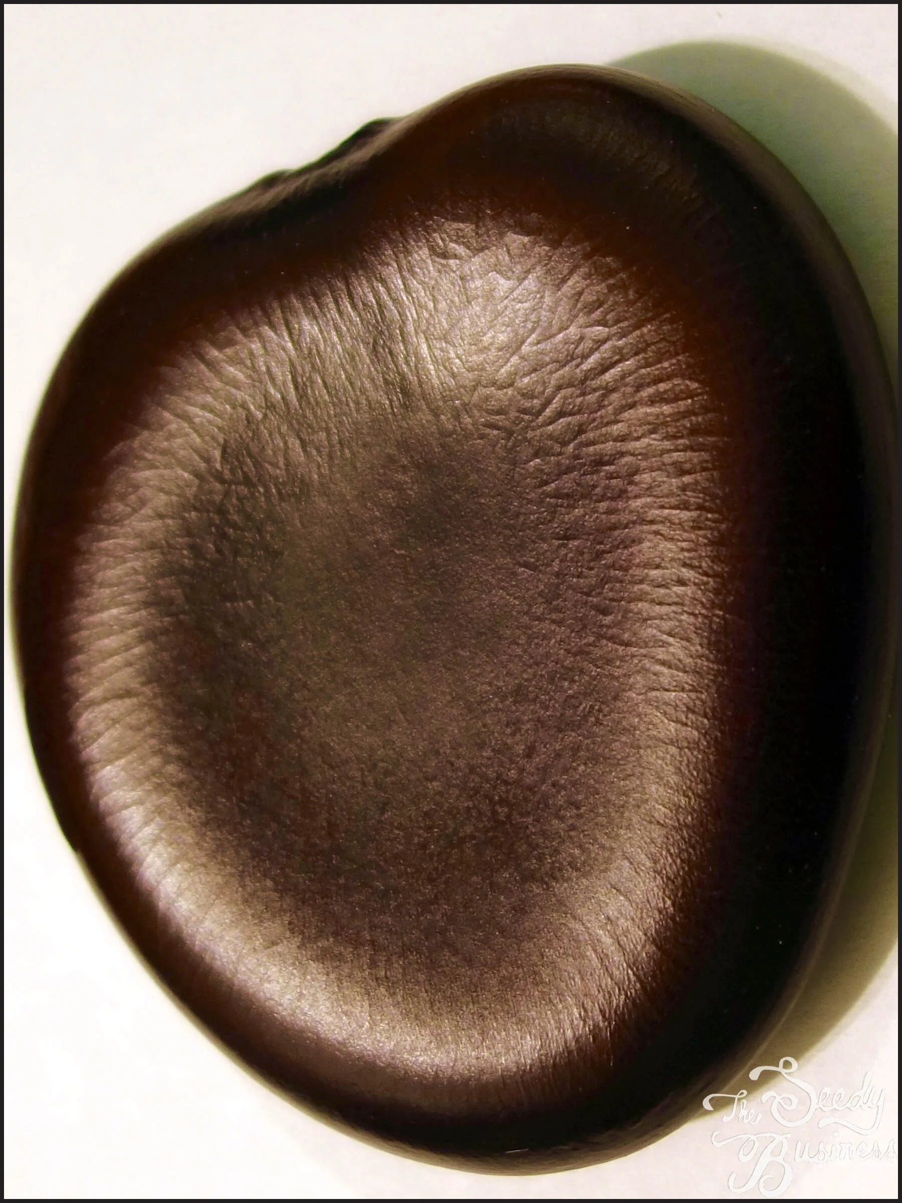 Entada rheedii — The Seedy Business