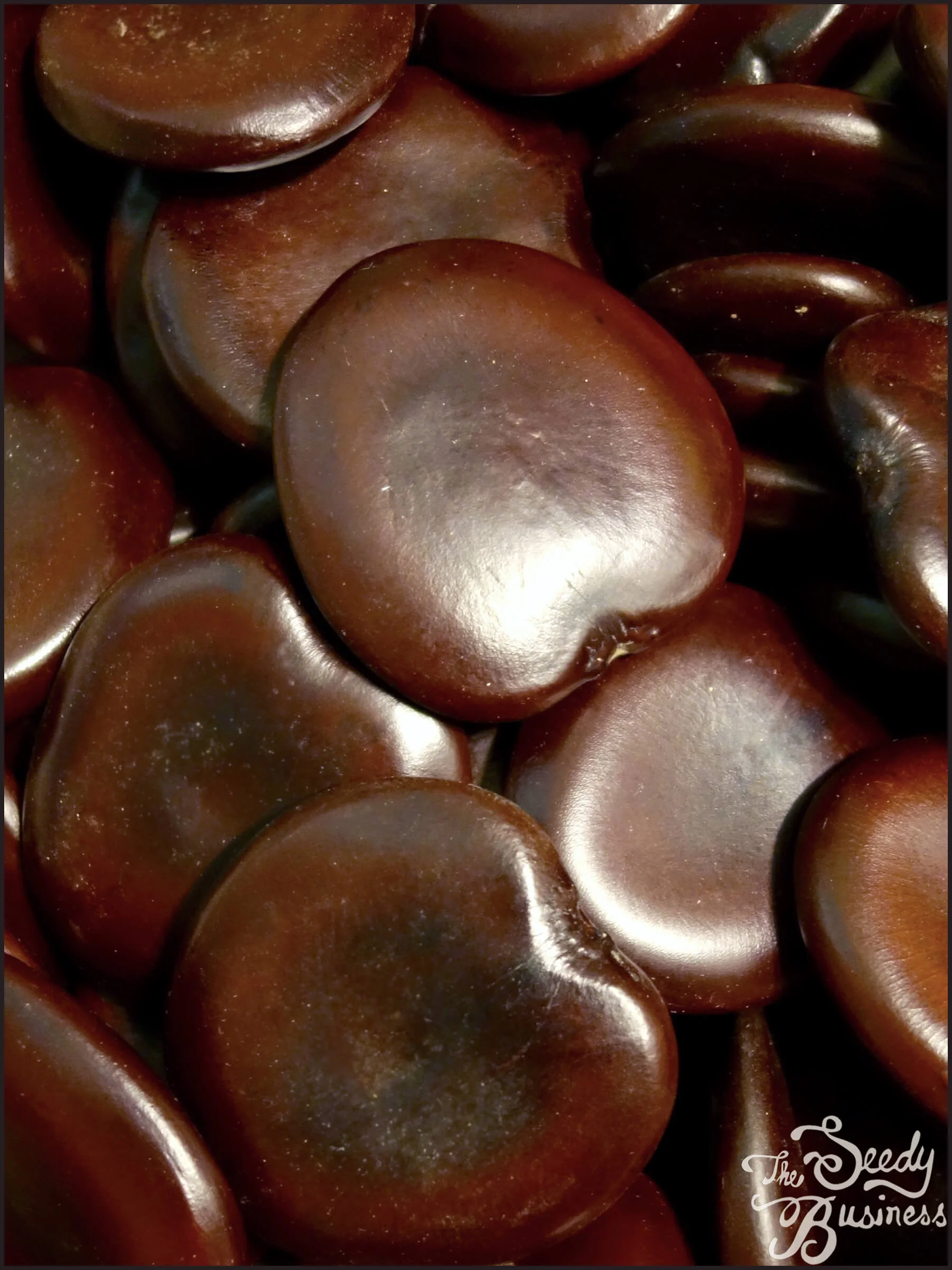 Entada_rheedii_seeds.jpg