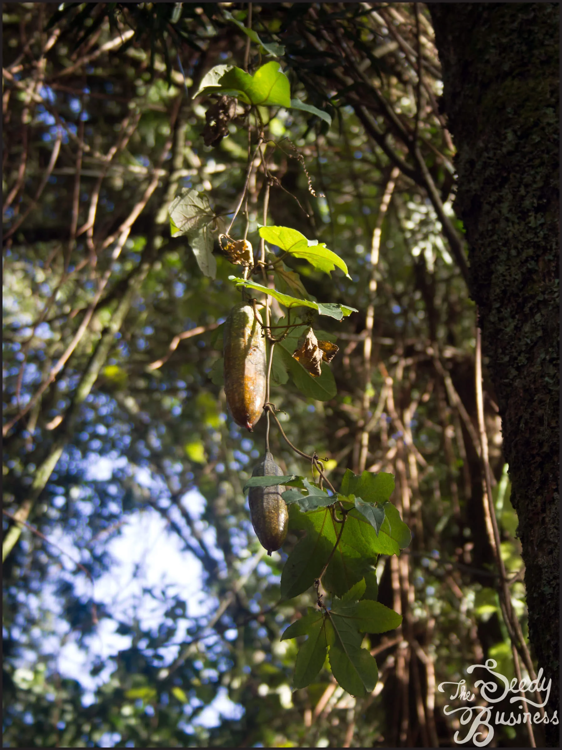 Coccinia_mildbraedii_3.jpg