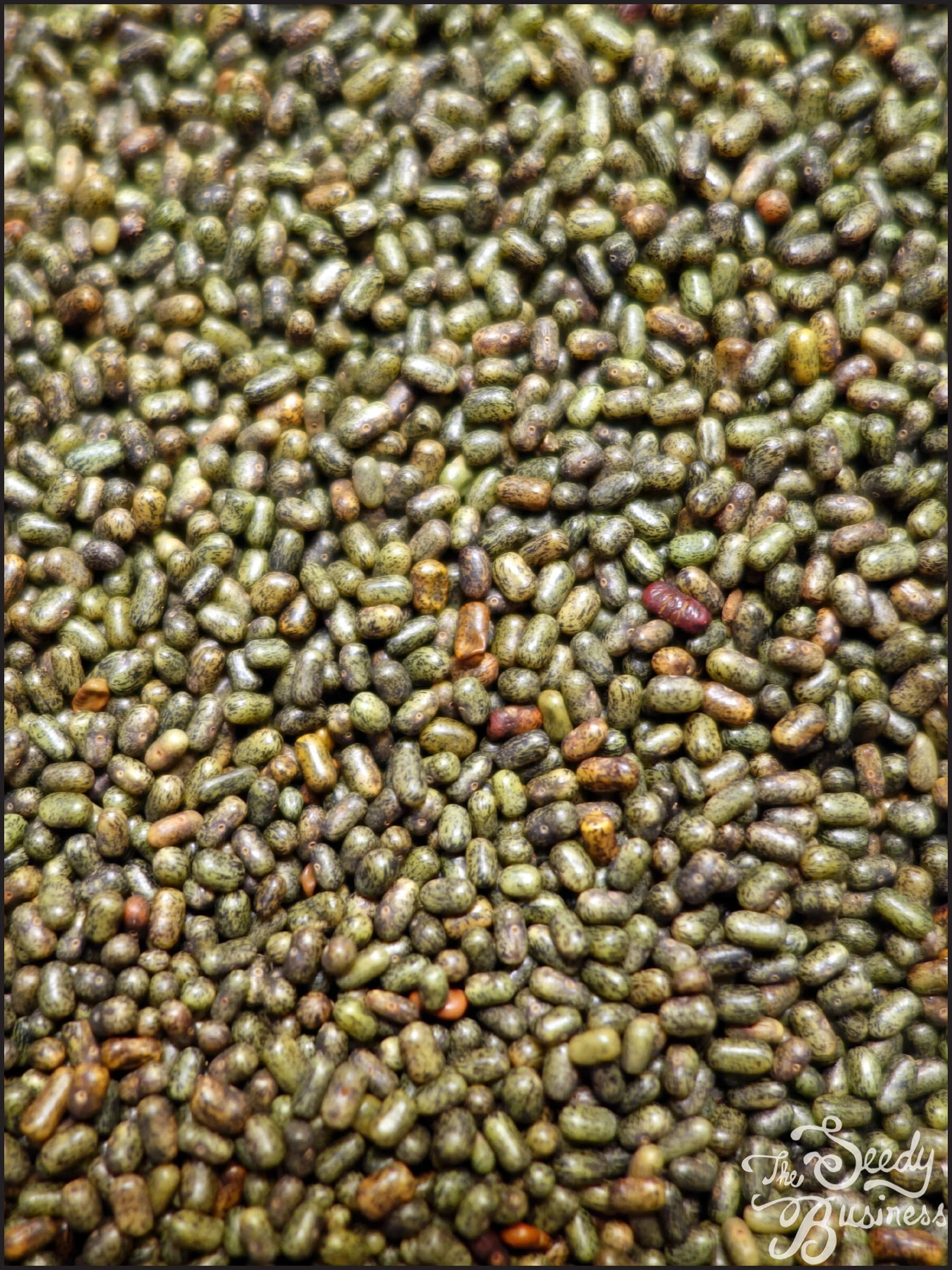 Sesbania_sesbania_seeds.jpg