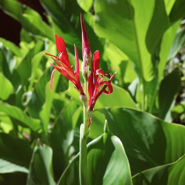 A beautiful specimen&nbsp;of the wild canna lily (Canna indica) growing in Luxor, Egypt. The rhizomes of this flowering perennial can be baked and eaten, tasting sweet.

Seeds available at&nbsp;theseedybusiness.com/seeds/canna-indica