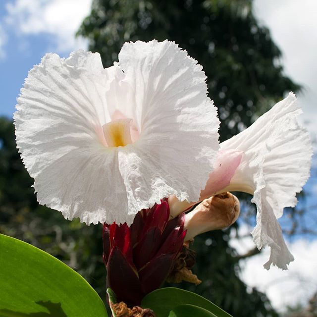 The crepe ginger (Cheilocostus speciosus), named for the crinkled texture of its flowers resembling crepe paper, grows spirals of leaves on corkscrew-shaped stems. Translucent white flowers emerge from maroon cone-shaped bracts.

Seeds now available 