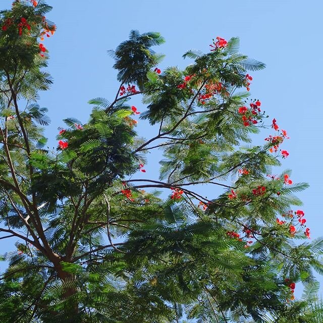 The abundant red flowers of Delonix regia are a familiar sight in tropical gardens throughout the world, as it's one of the most popular ornamental tree species. But it's endangered in its wild habitat, the forests of Madagascar, as deforestation inc