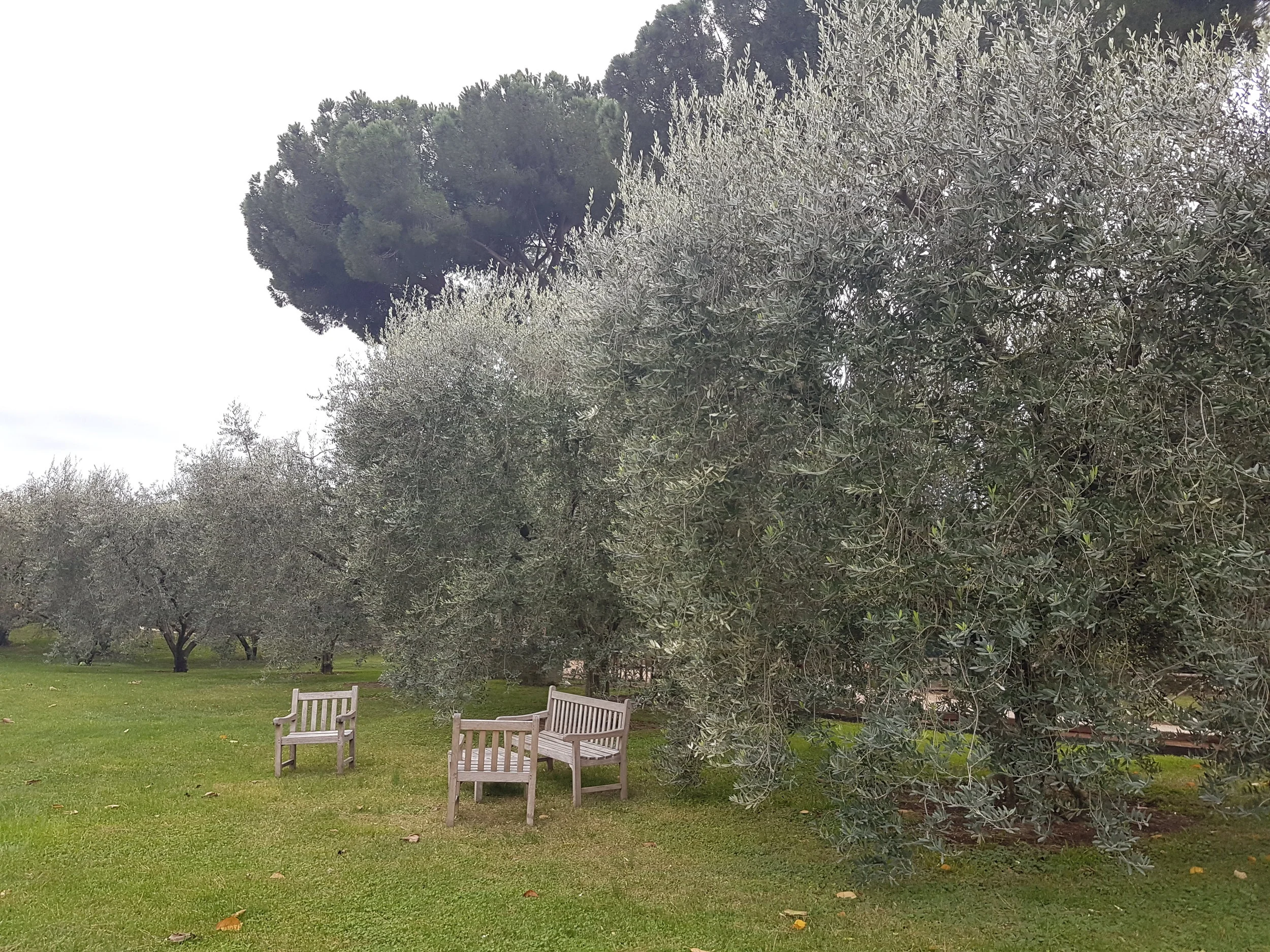 Olives Trees