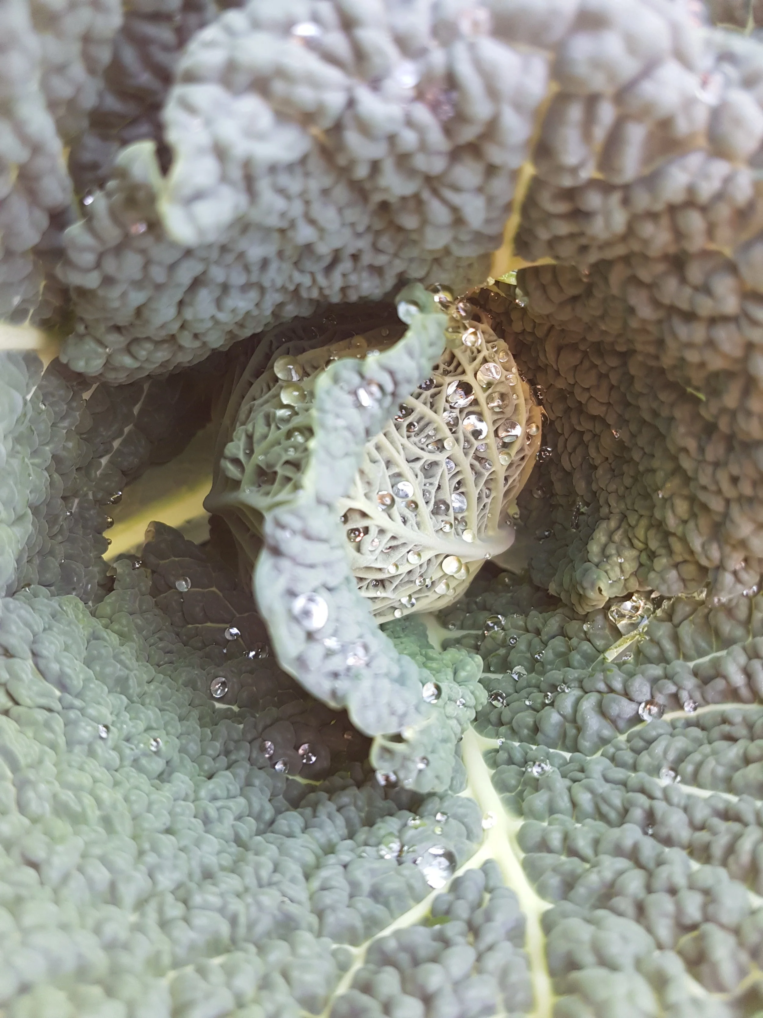 Beautiful Brassicas