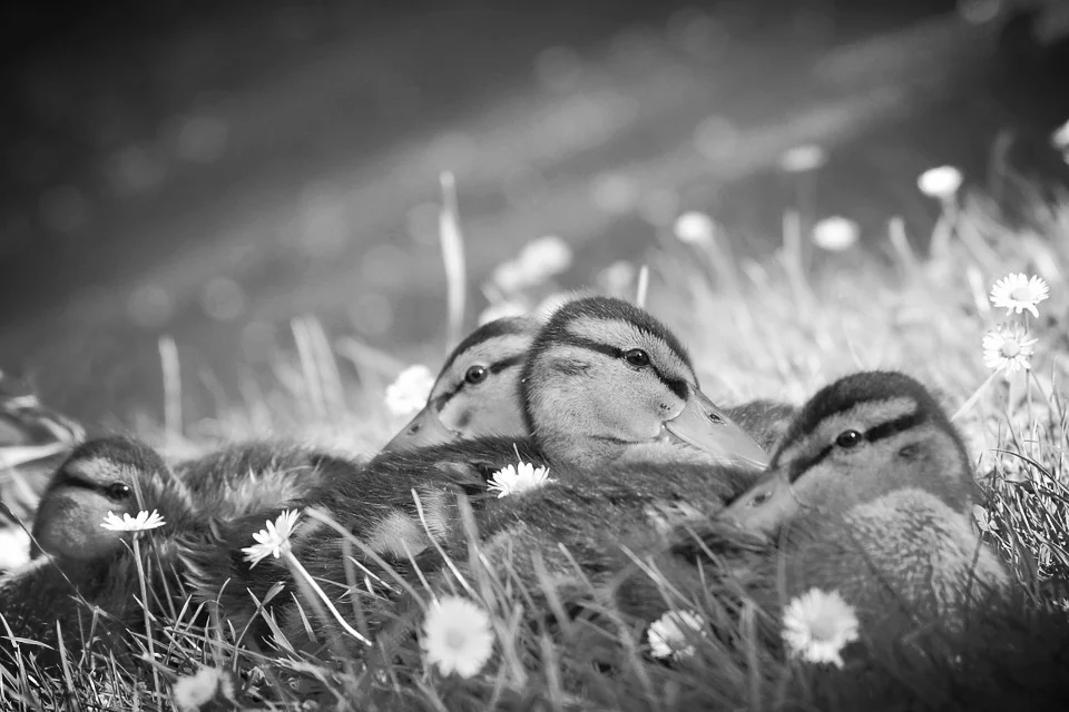 duck-550542_960_720.jpg