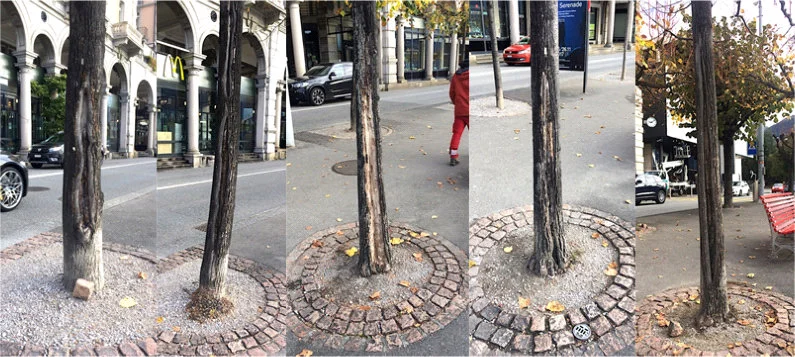 Foto 3. Alcuni dei tigli compromessi di Riva Giocondo Albertolli, davanti a Palazzo Gargantini (7.11.2017) Nelle ultime settimane ci sono anche giunte segnalazioni di abbattimenti di alberi, dall’apparenza sana, presso il cimitero di Pregassona e in Via Trevano (foto 4).