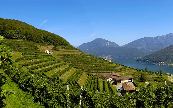 S.O.S. Merlot – Sosteniamo la viticoltura biologica in Ticino