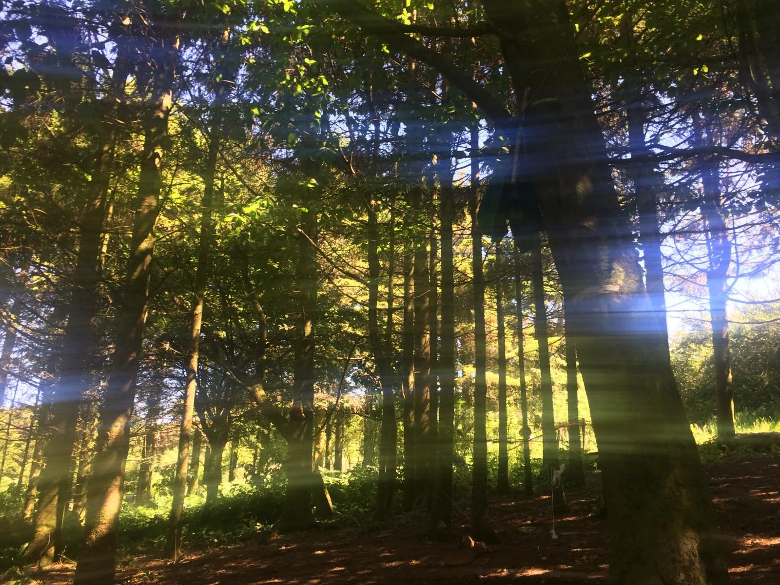 The opening of Little Tree Woodland School!