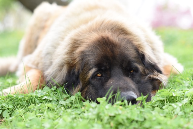 Relaxing on a healthy, chemical-free lawn