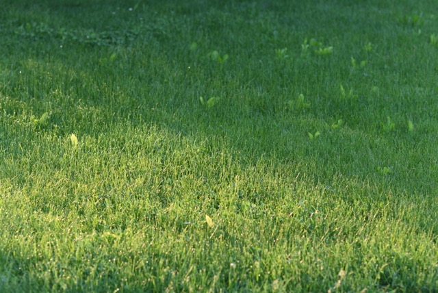 The beauty of a chemical-free lawn