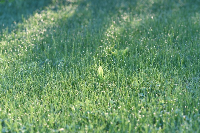 There's nothing wrong with a few weeds