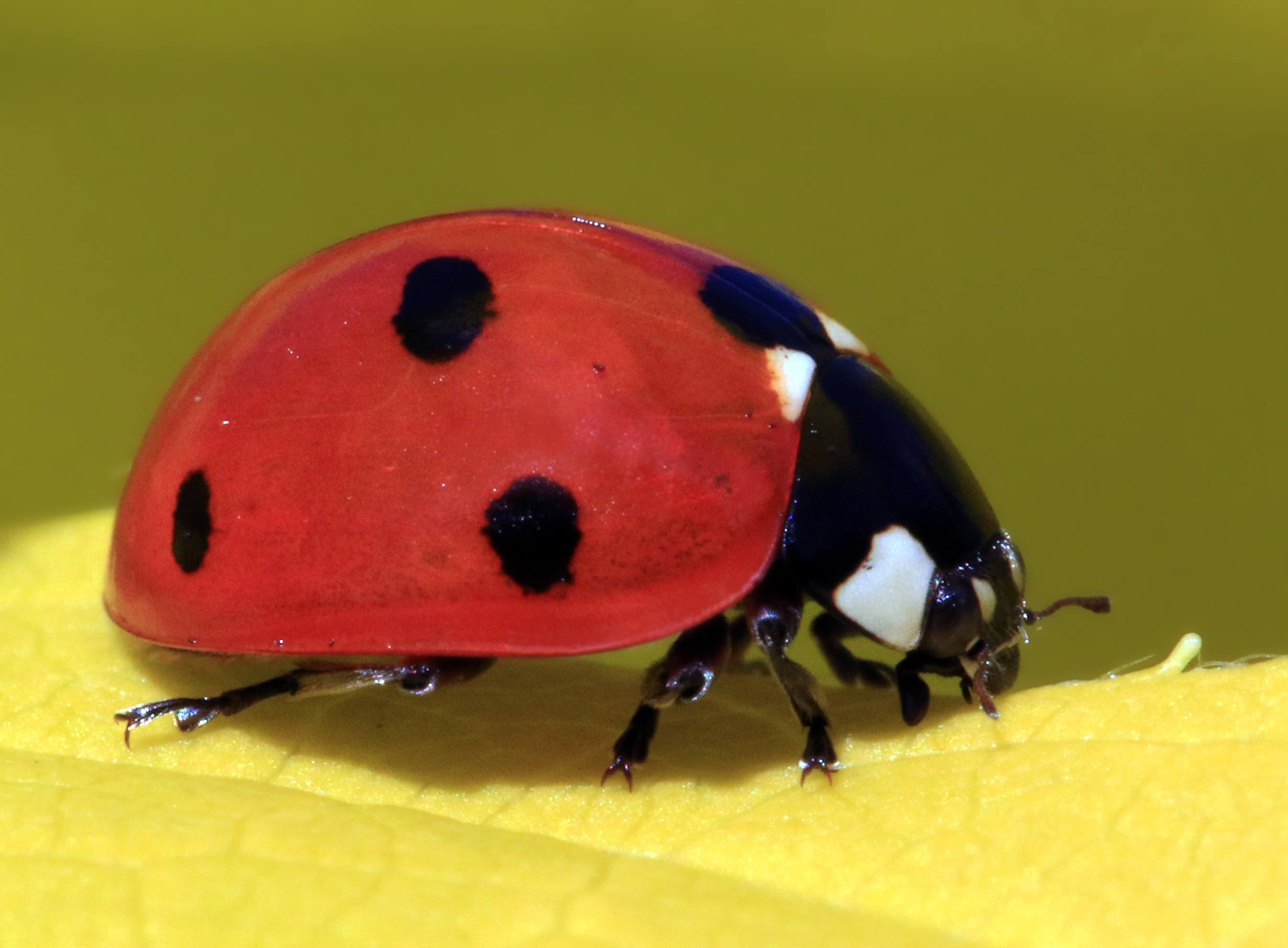 Let this be your pesticide! (Photo of ladybug by charlesjsharp on commons.wikimedia.org)