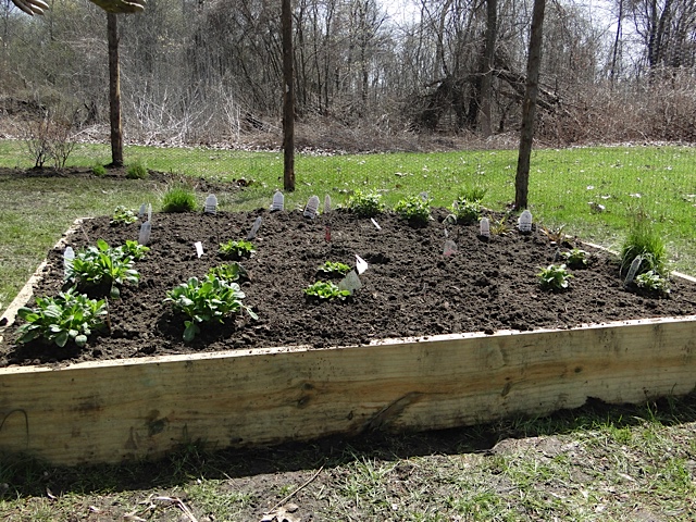 The plants are in!