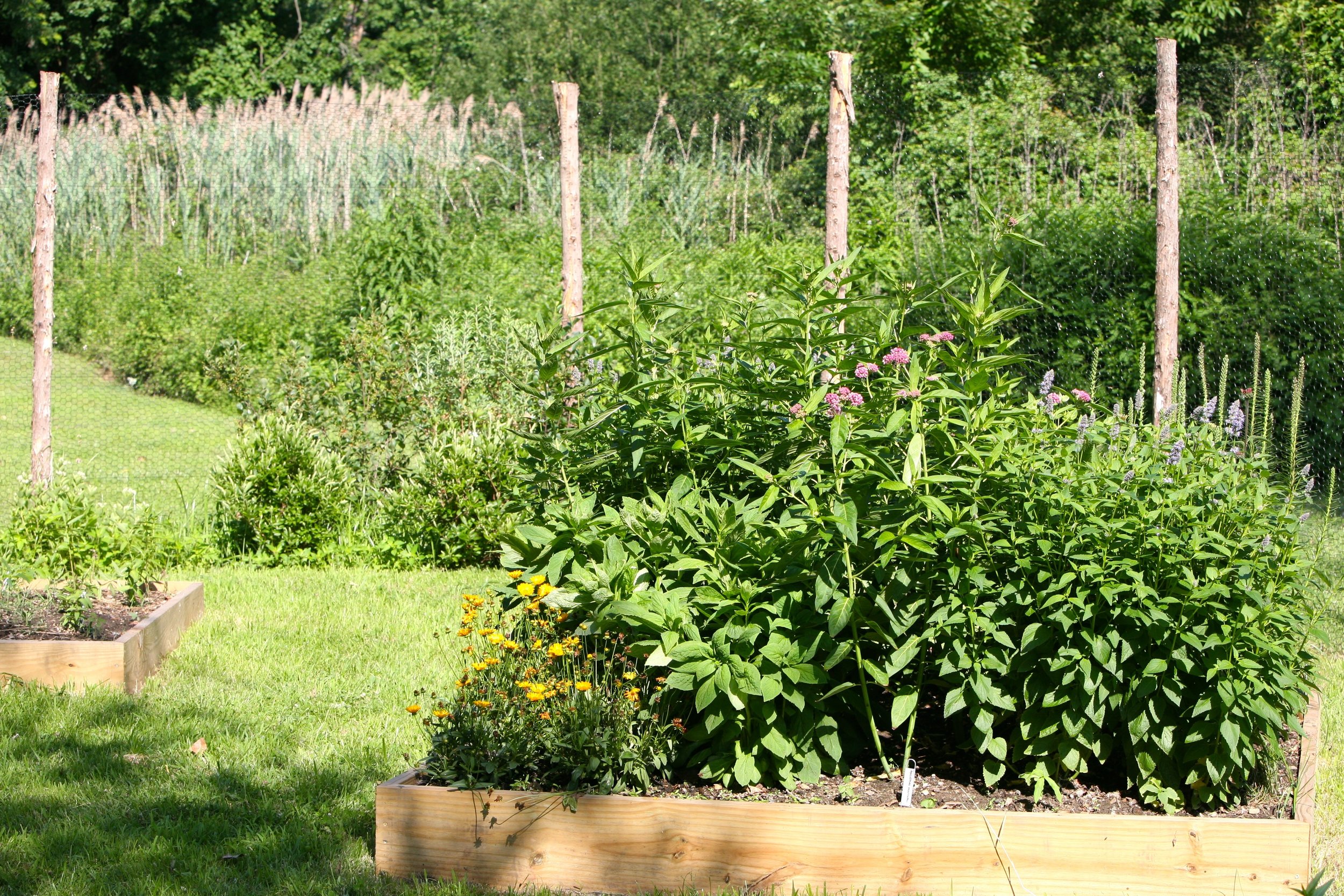 The garden in bloom