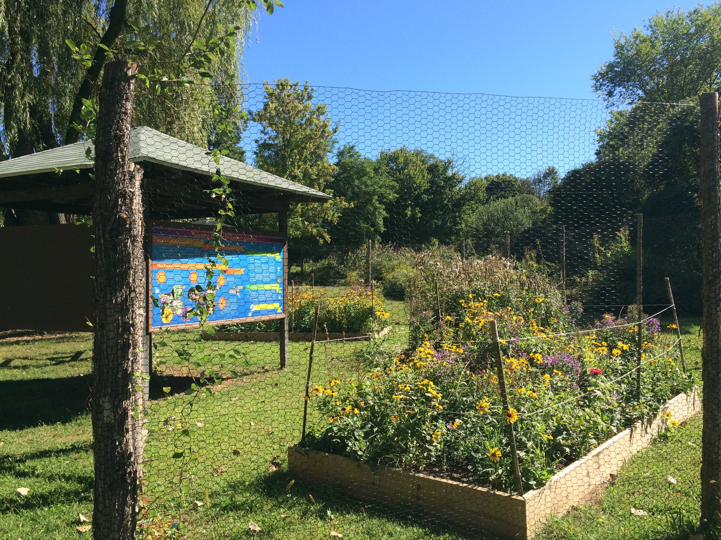 The garden at the height of bloom