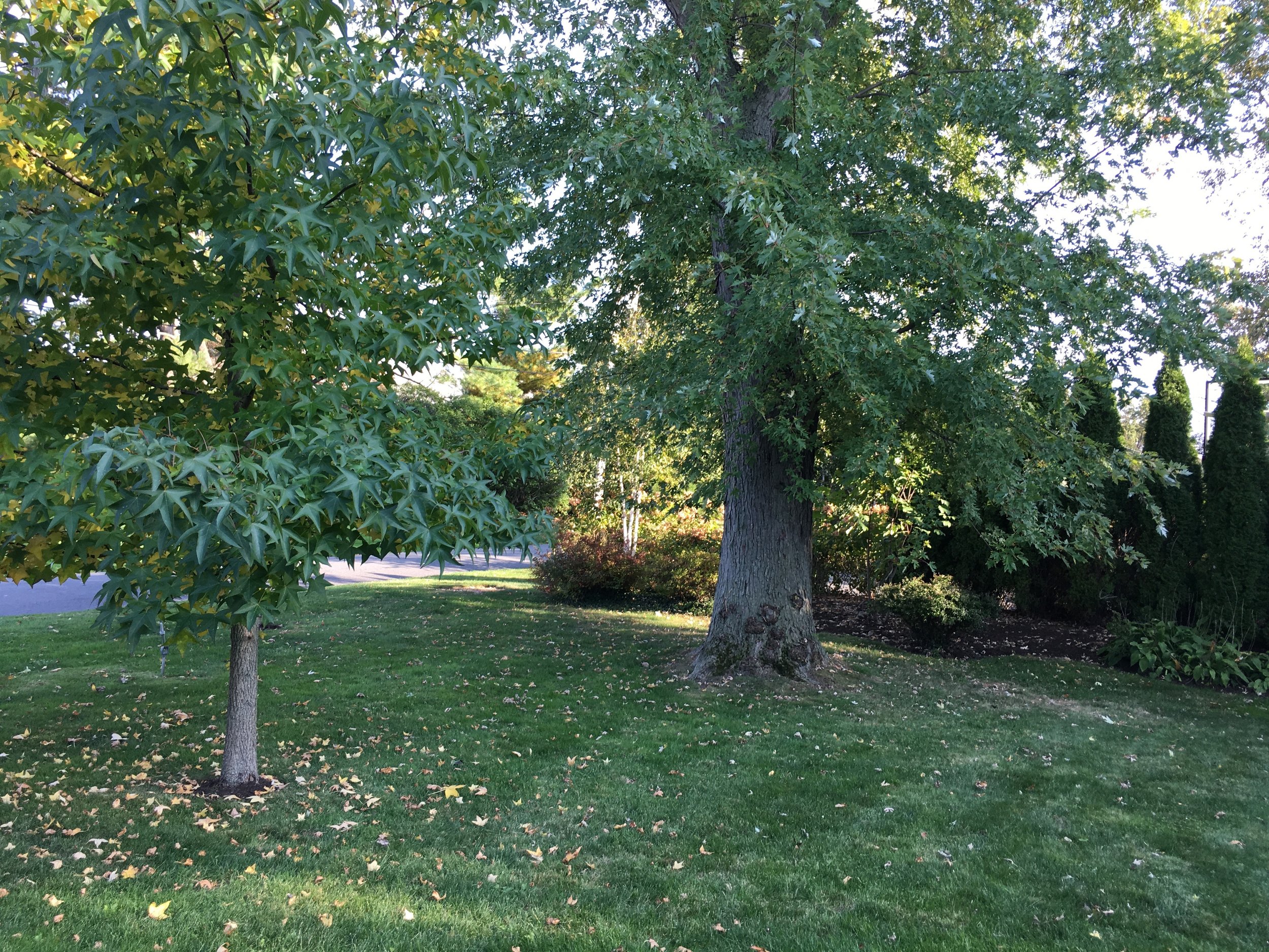 The Goddards' Yard