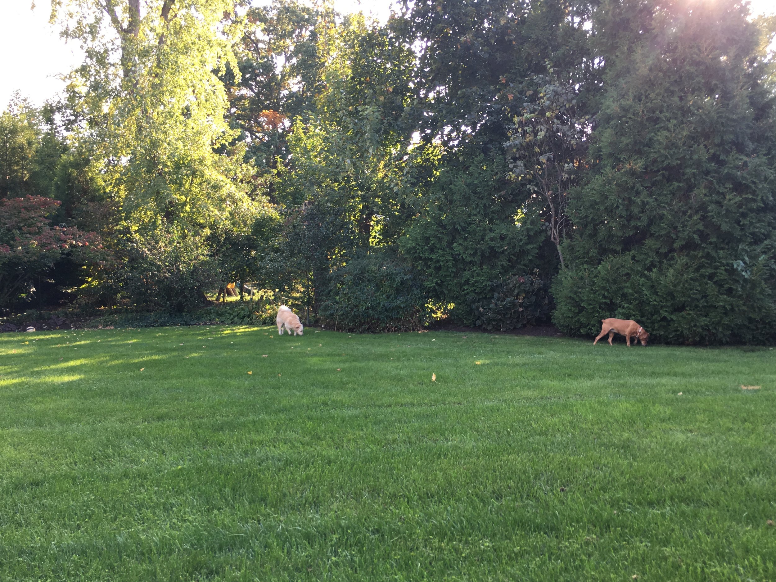 The Goddards' Yard