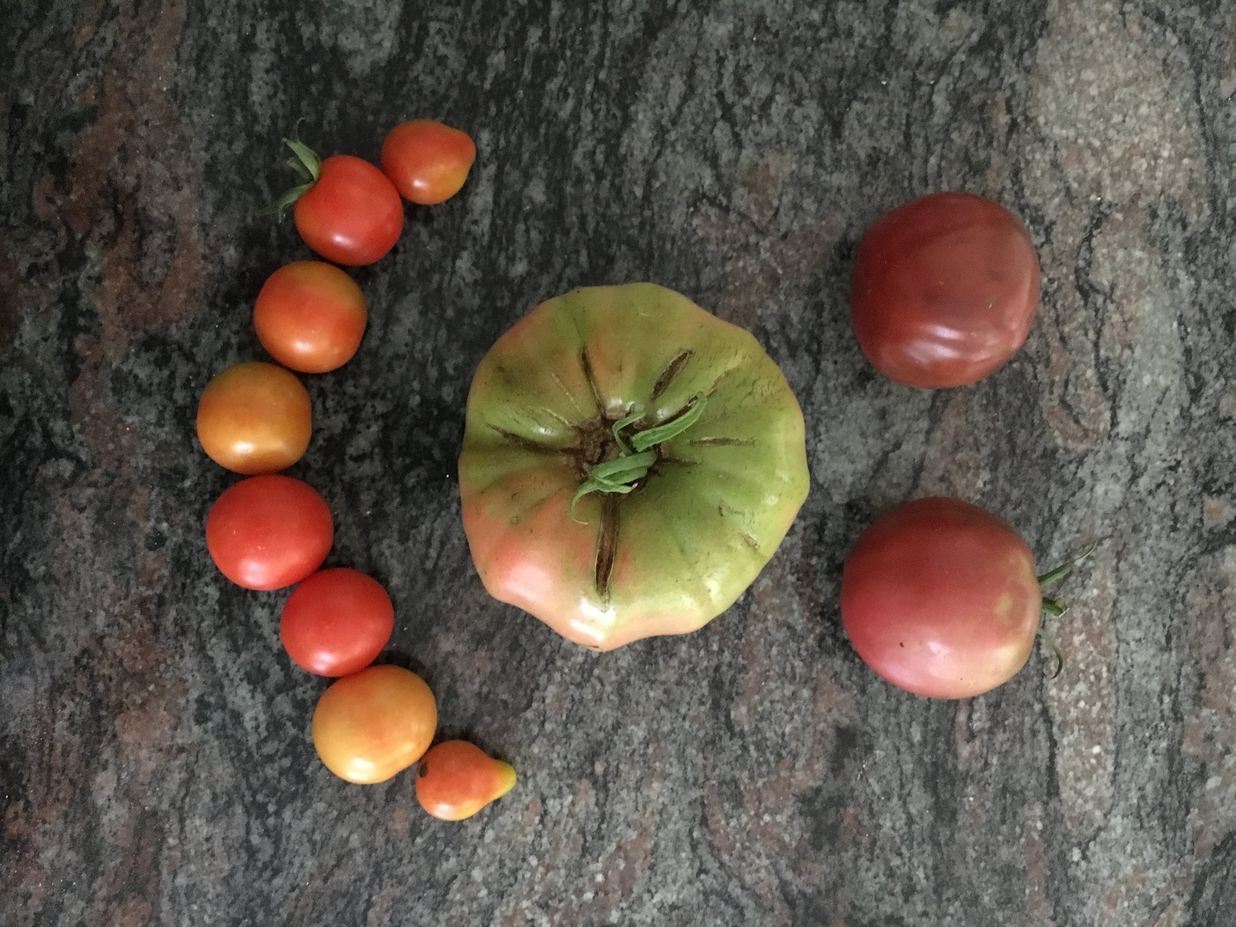 Tomatoes from the MacVicars' Healthy Yard