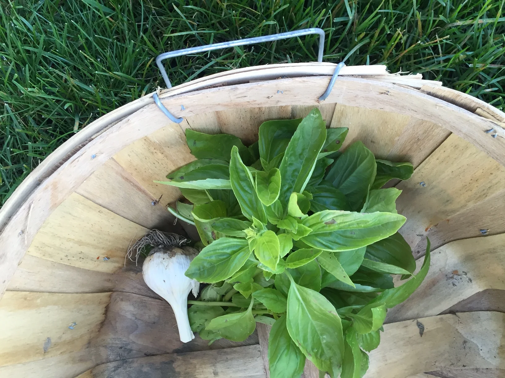 Basil from the Crowleys' Healthy Yard