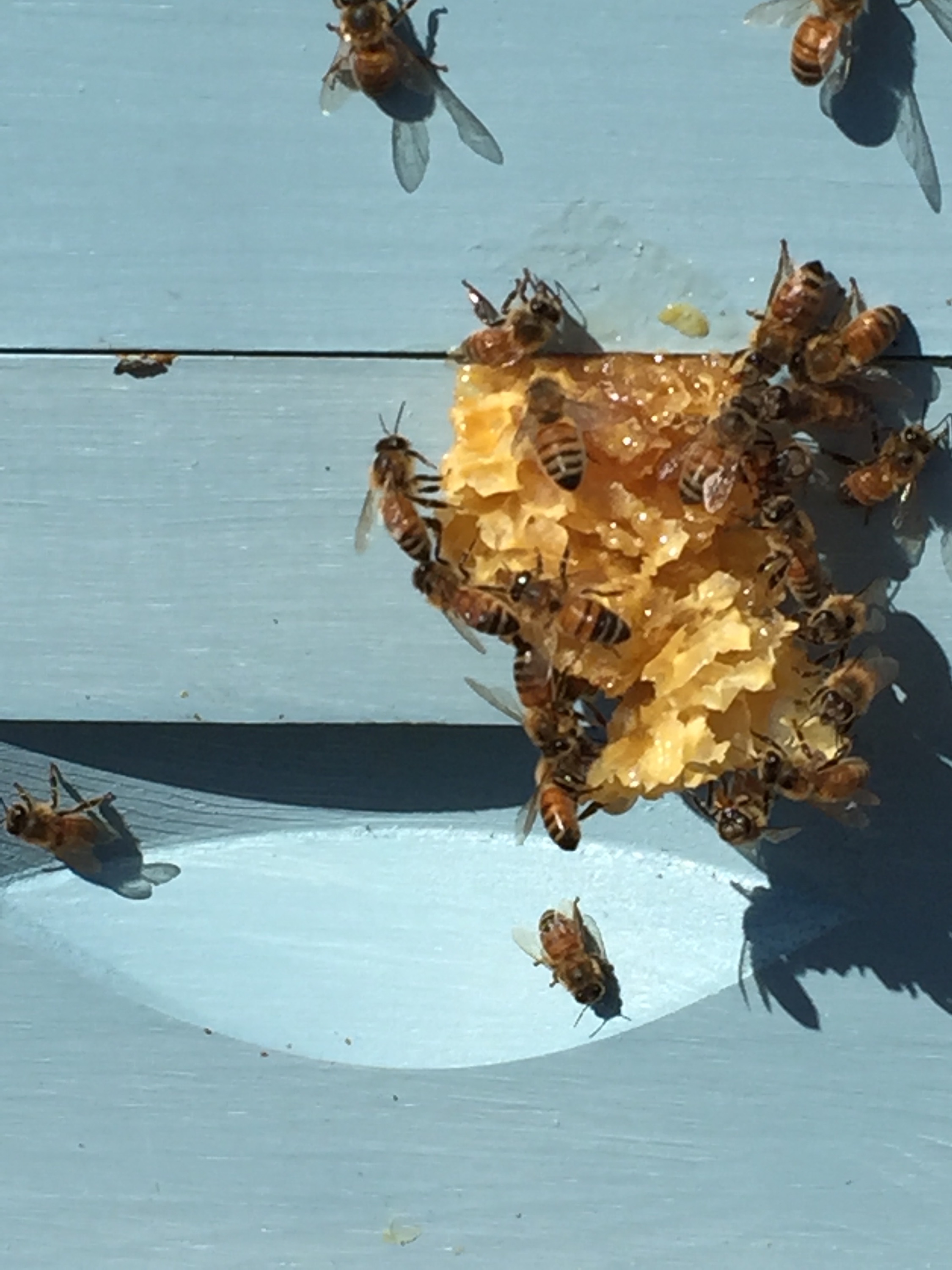 Beekeeping in the Peters' Yard