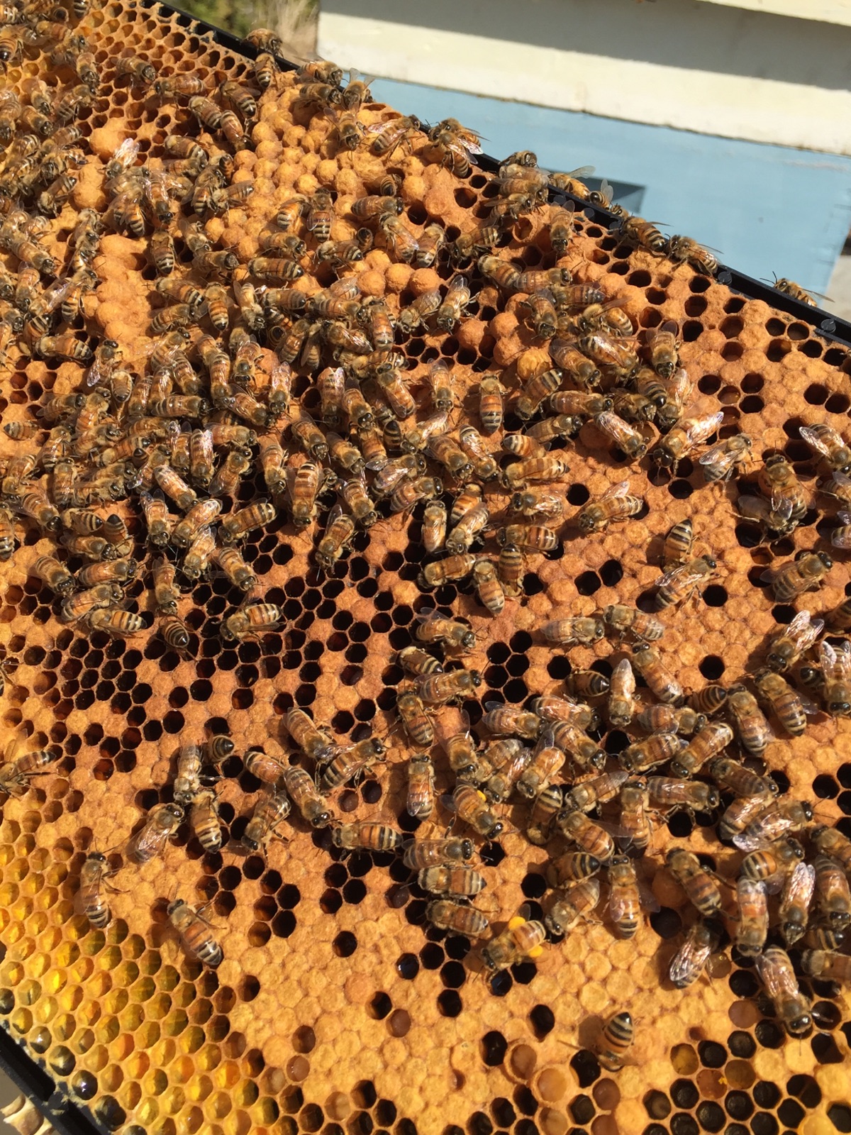 Beehive in the Peters' Yard