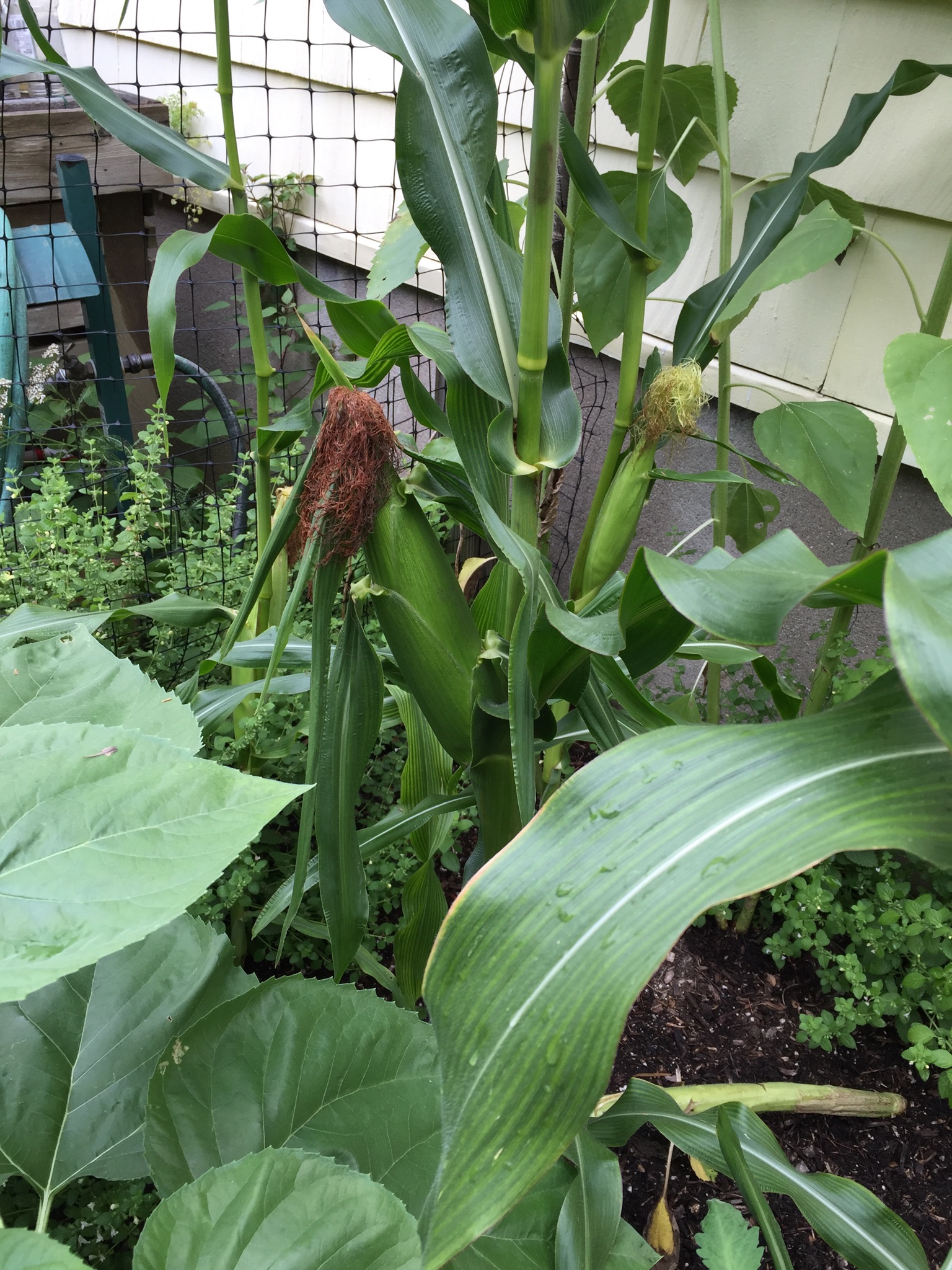 The Peters' Vegetable Garden