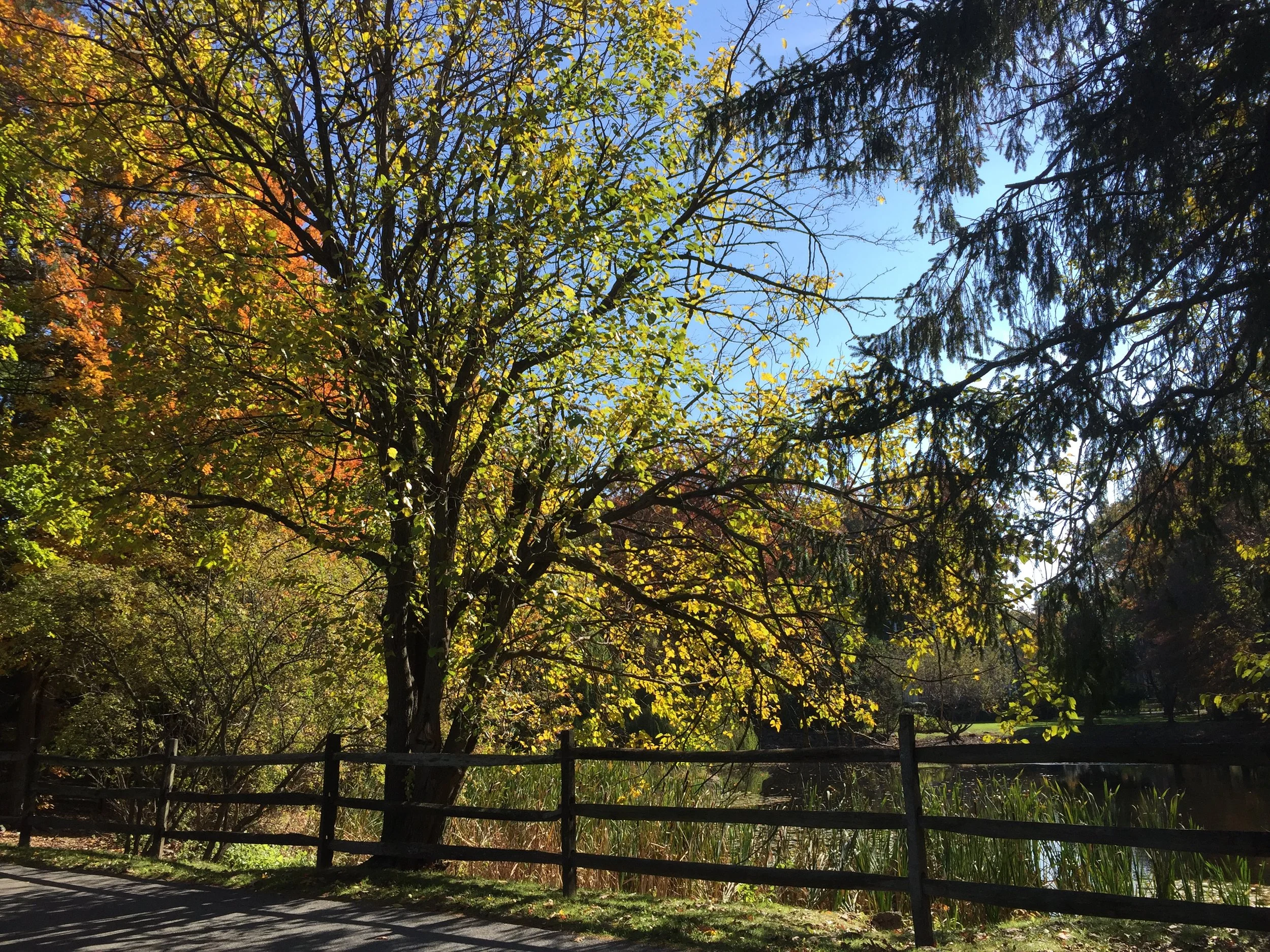 Announcing the Rye Tree Fund