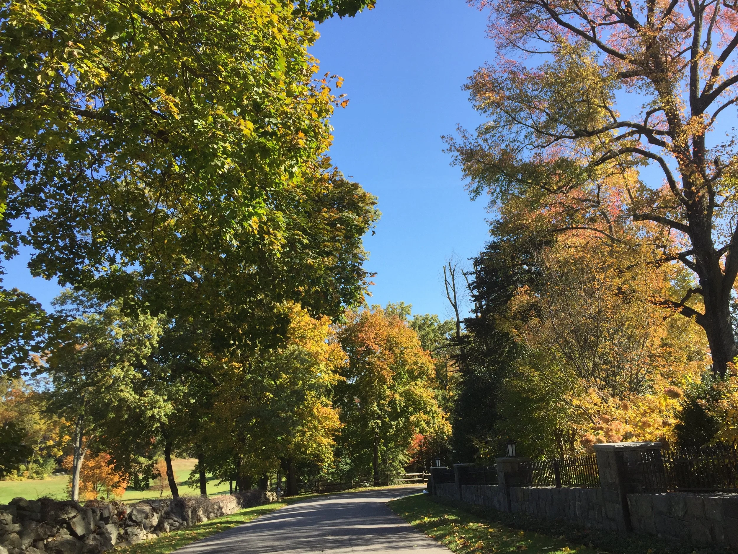 The Benefits of Trees