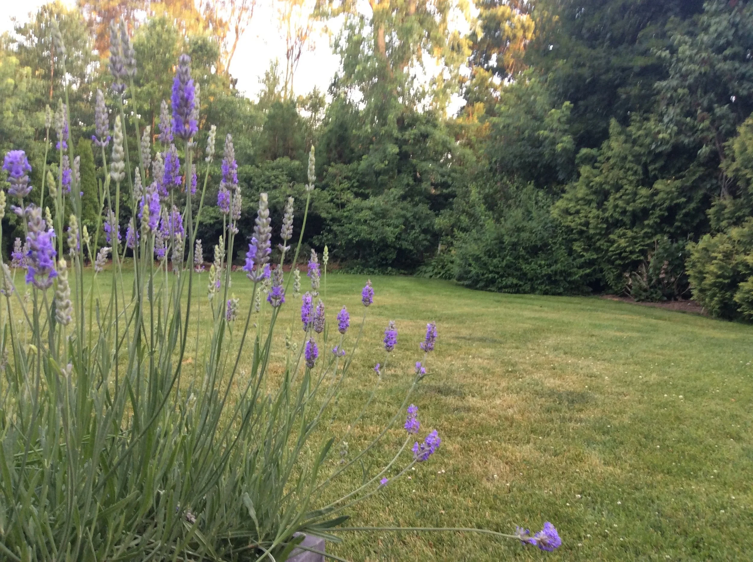 Workshop: How to Talk to Your Landscaper About Going Organic