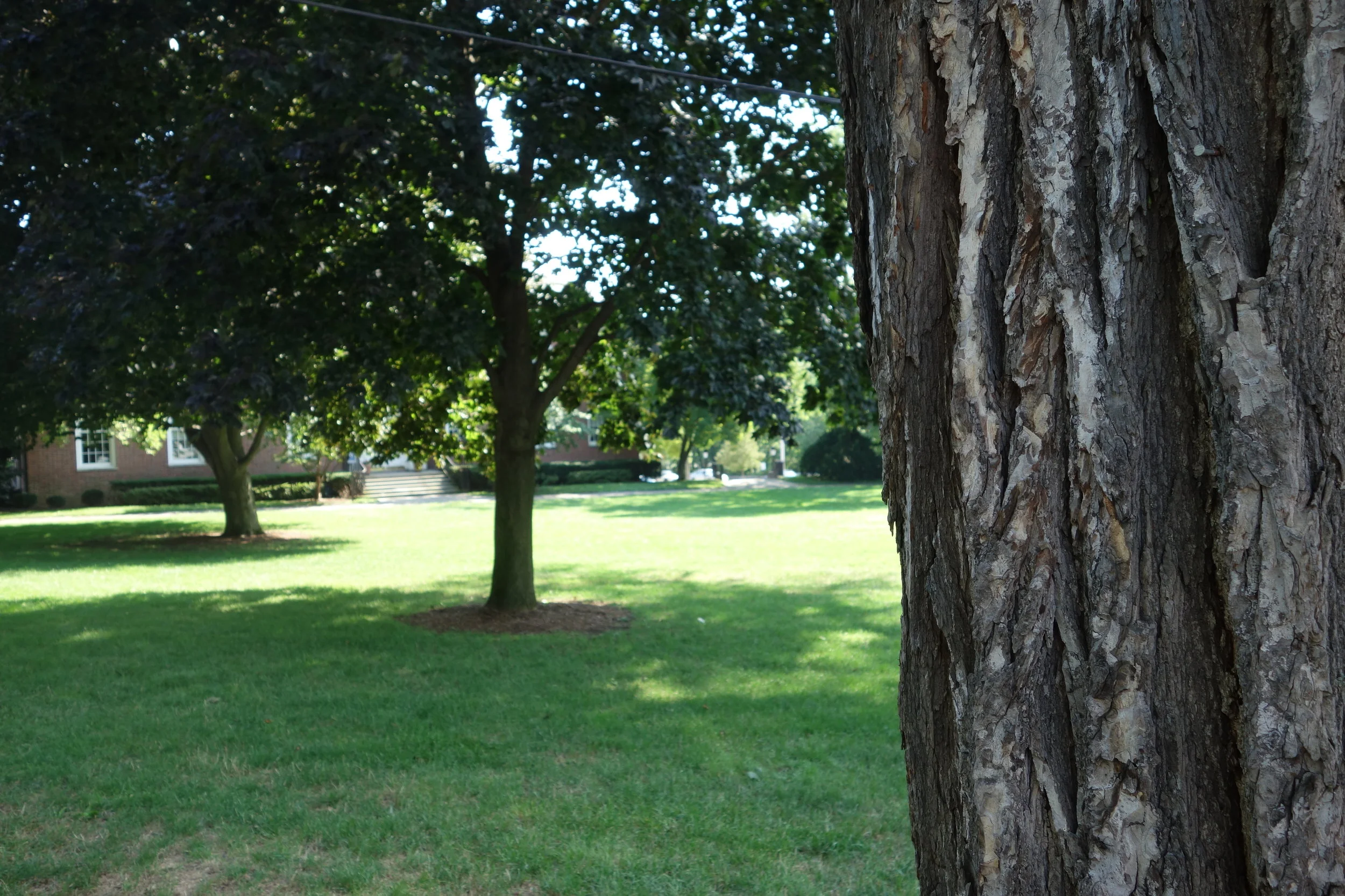 Planting Trees: A Smart Thing to Do