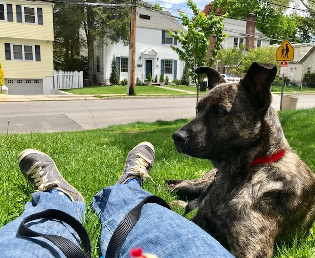 Dogs and Healthy Yards: A Paws-itive Combination