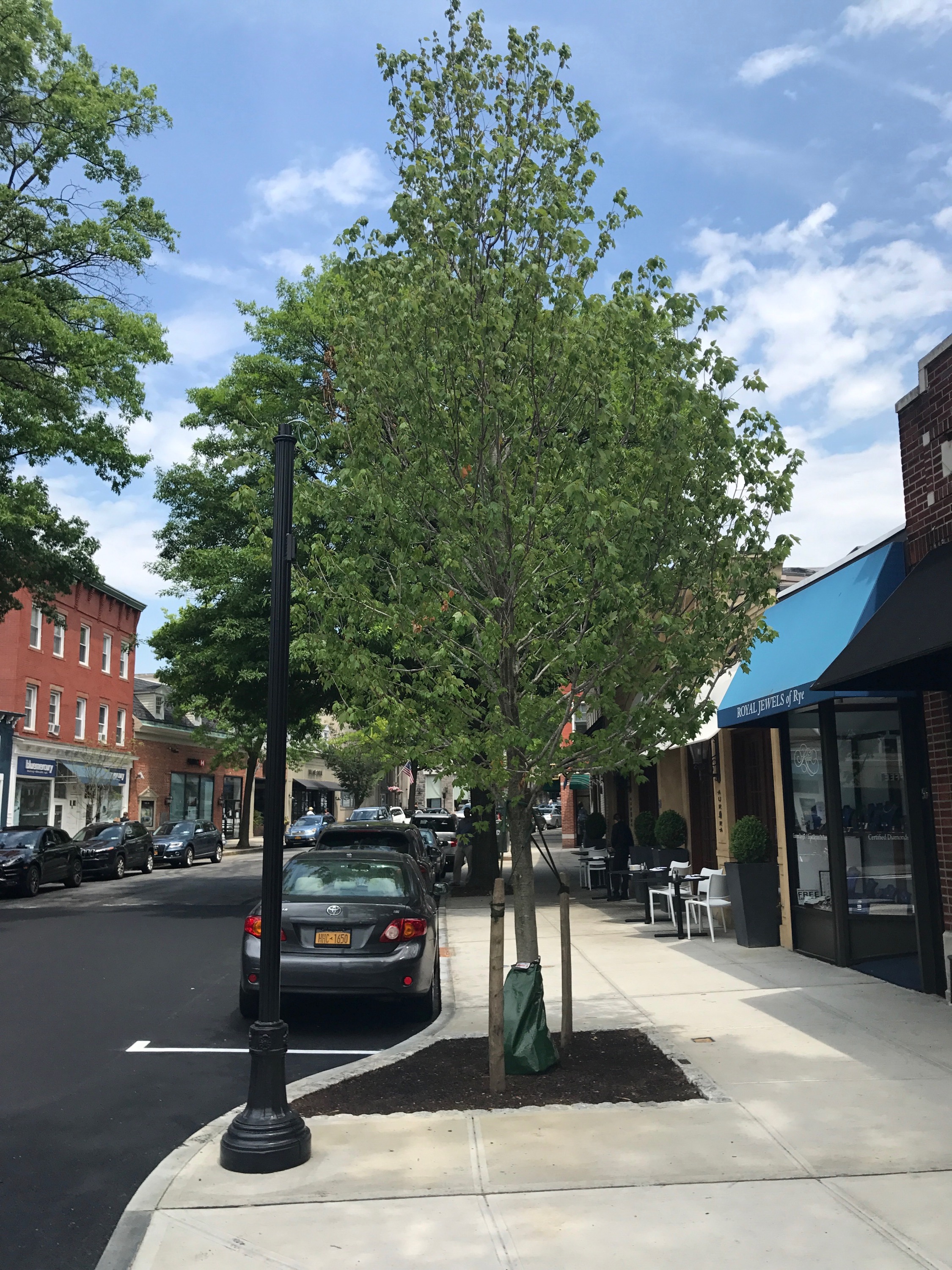 A thornless honeylocust near the intersection of Locust Avenue