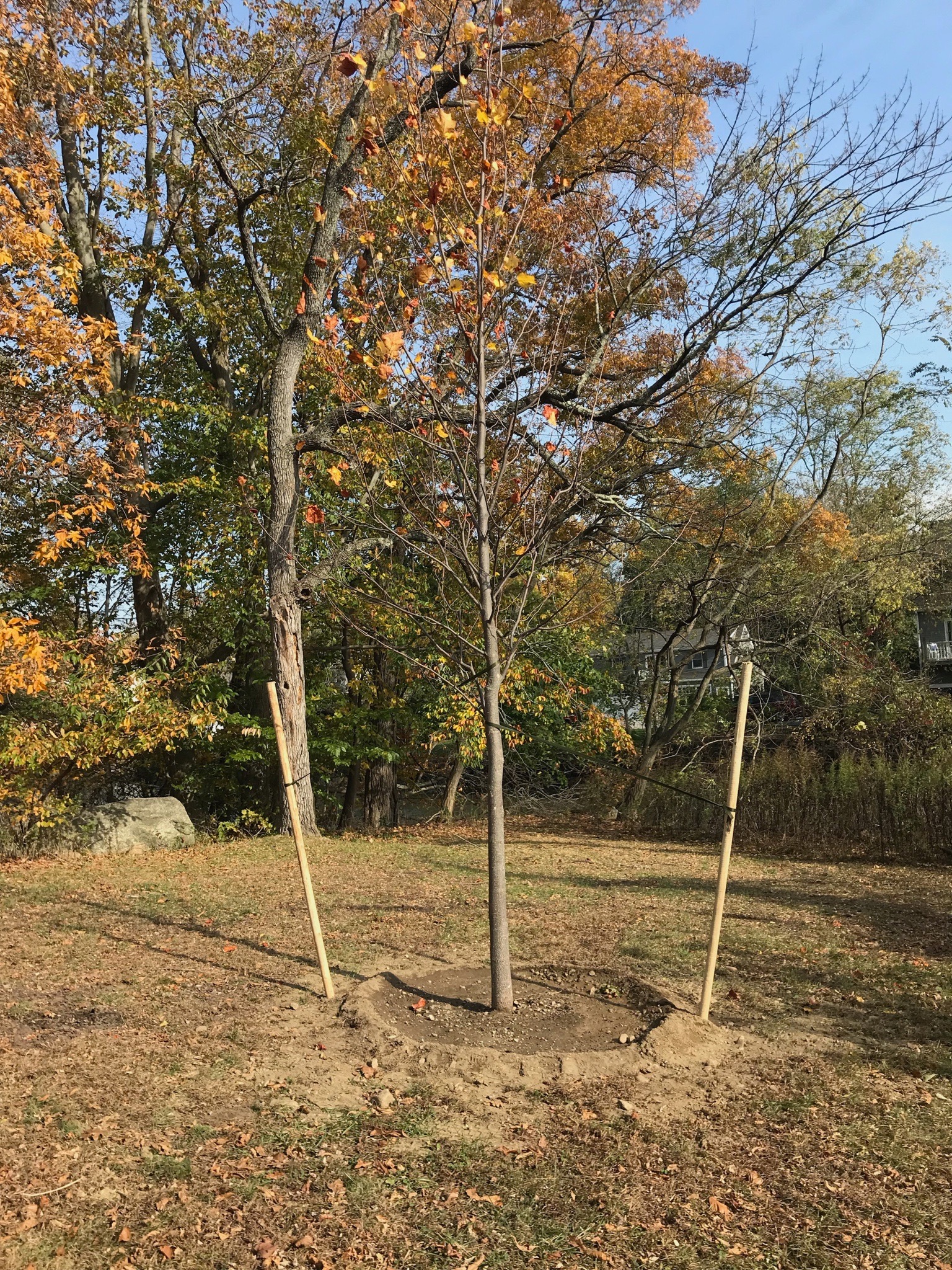 Oakland Beach Ave/Disbrow Park: Tulip Tree