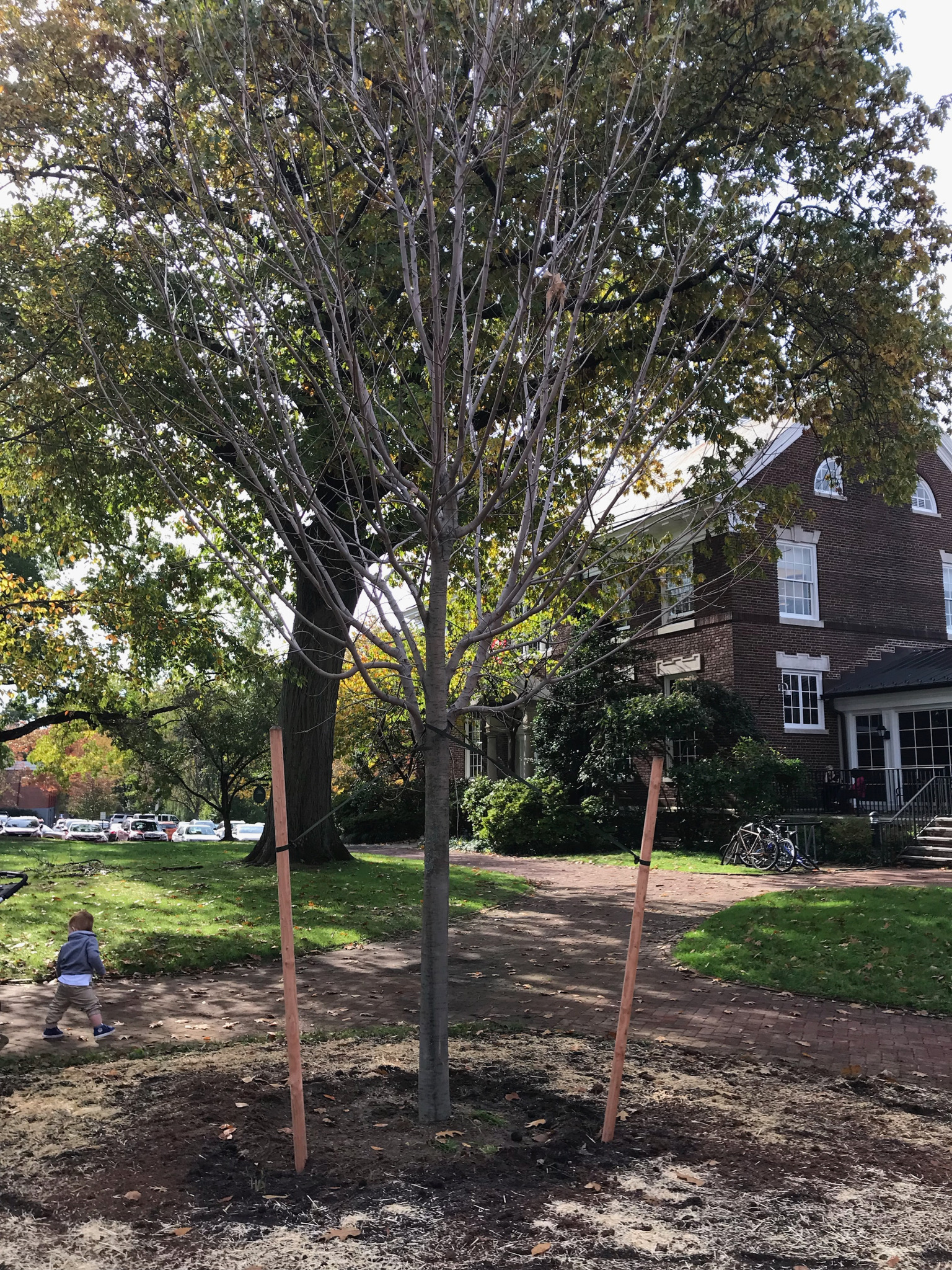 Village Green: A Sugar Maple replaces a Maple that had died