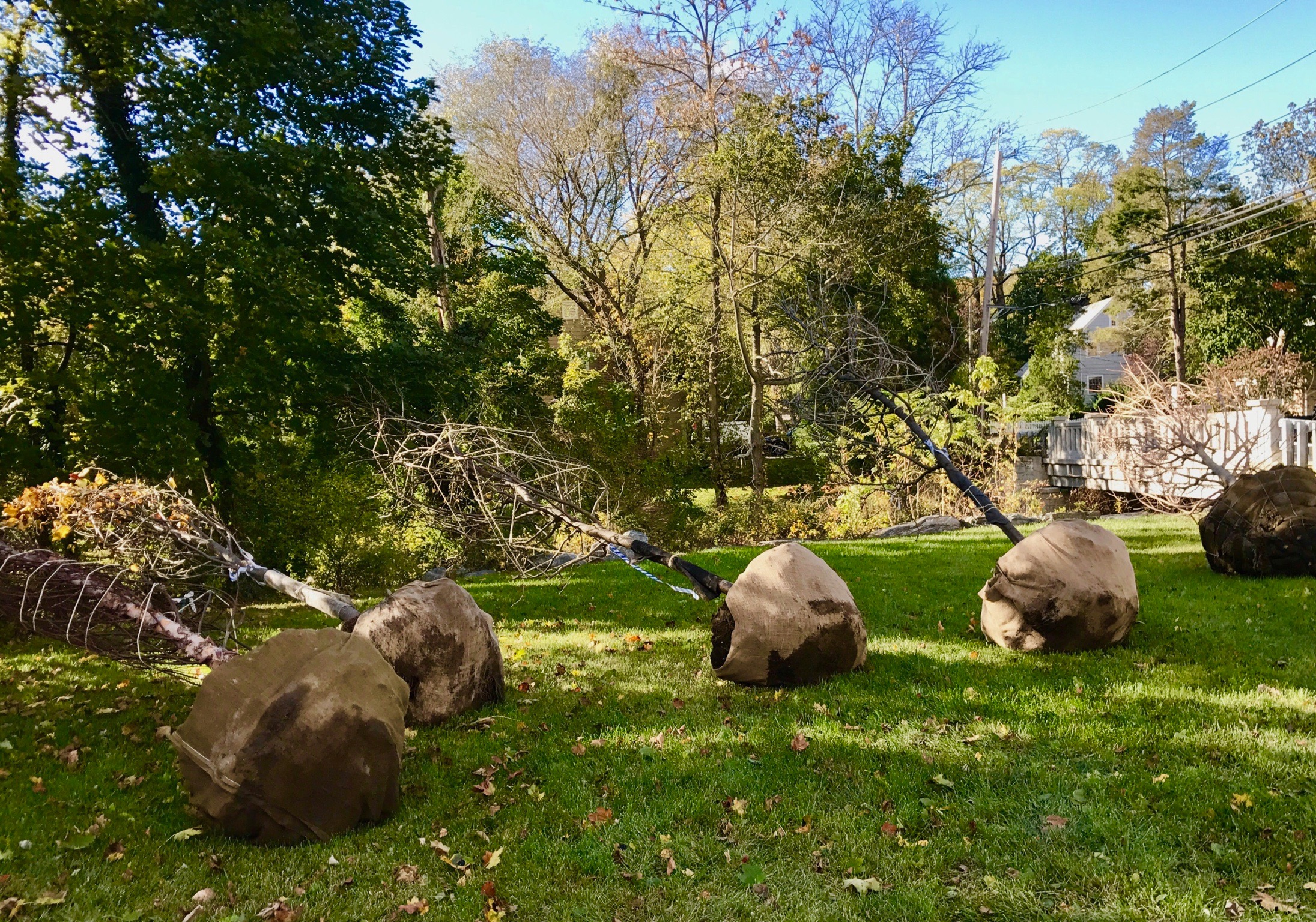 Central Park: All trees delivered and await distribution and planting