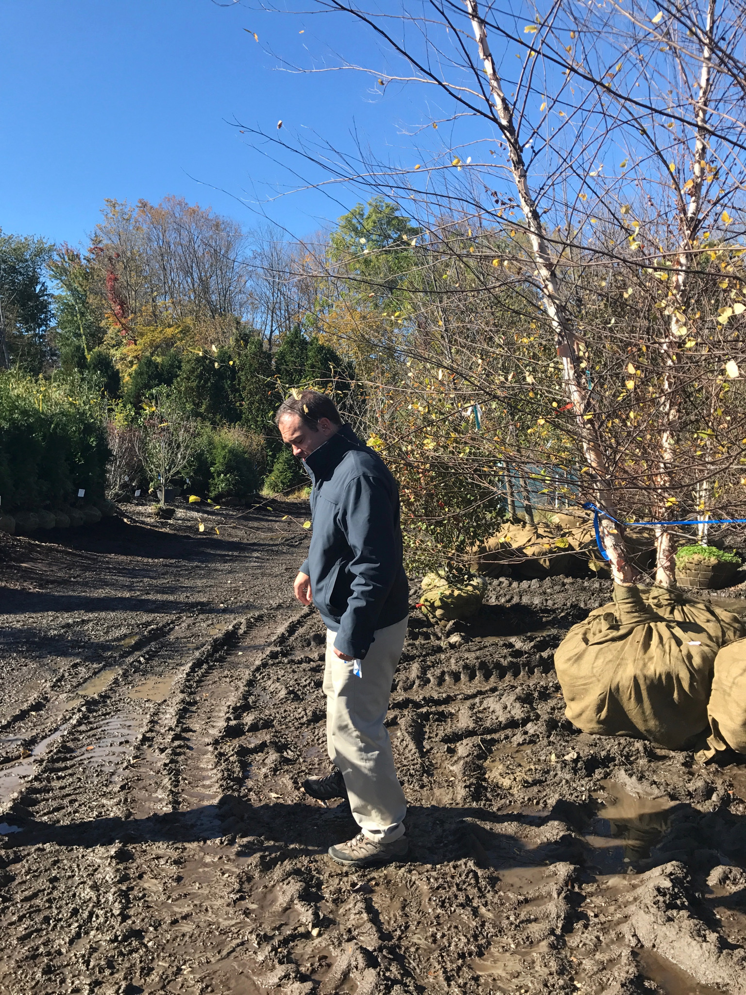 Hardscrabble Nursery: Ryan Coyne checks out some River Birches