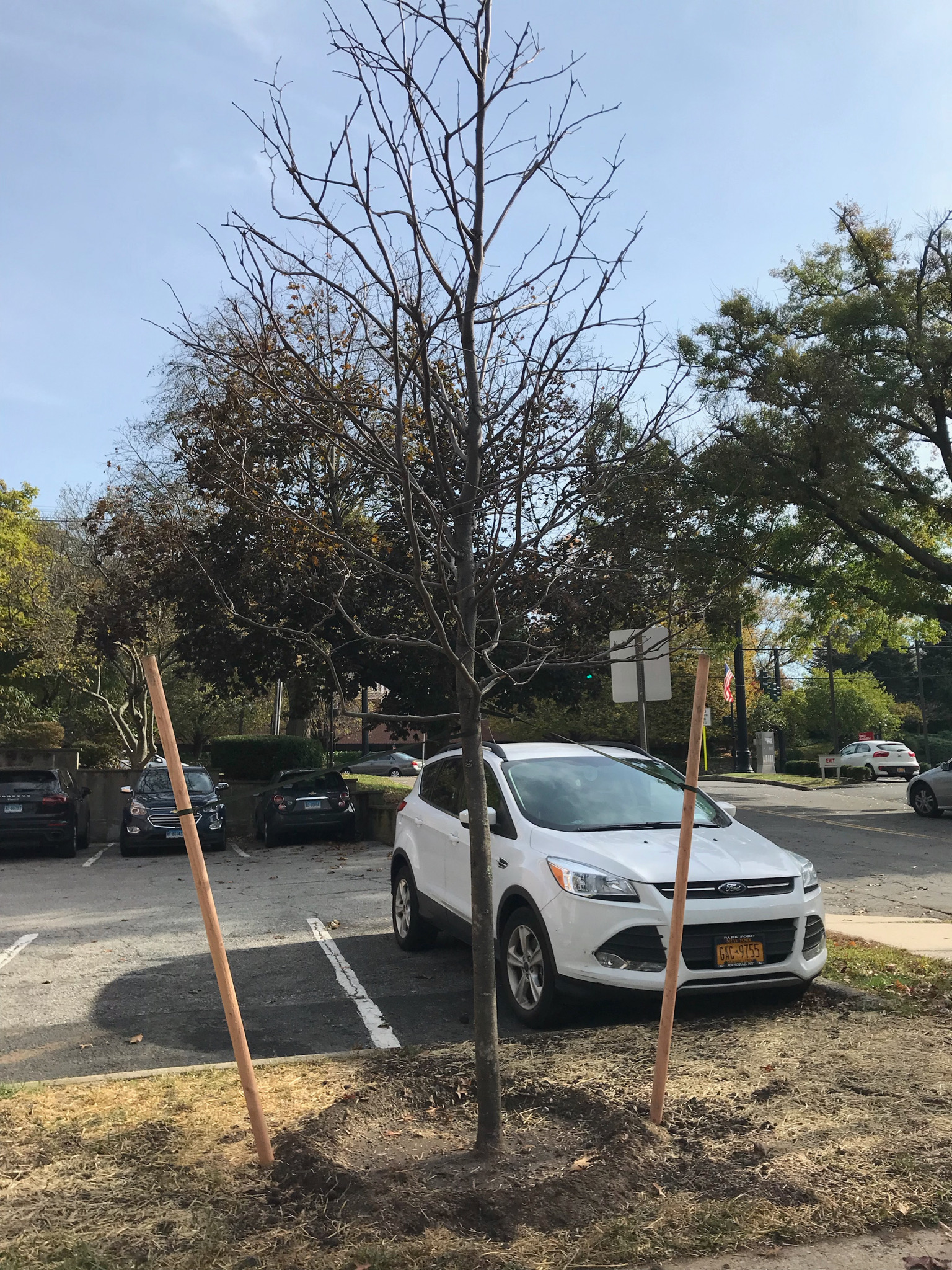 City Hall Parking Lot: Thornless Honey Locust