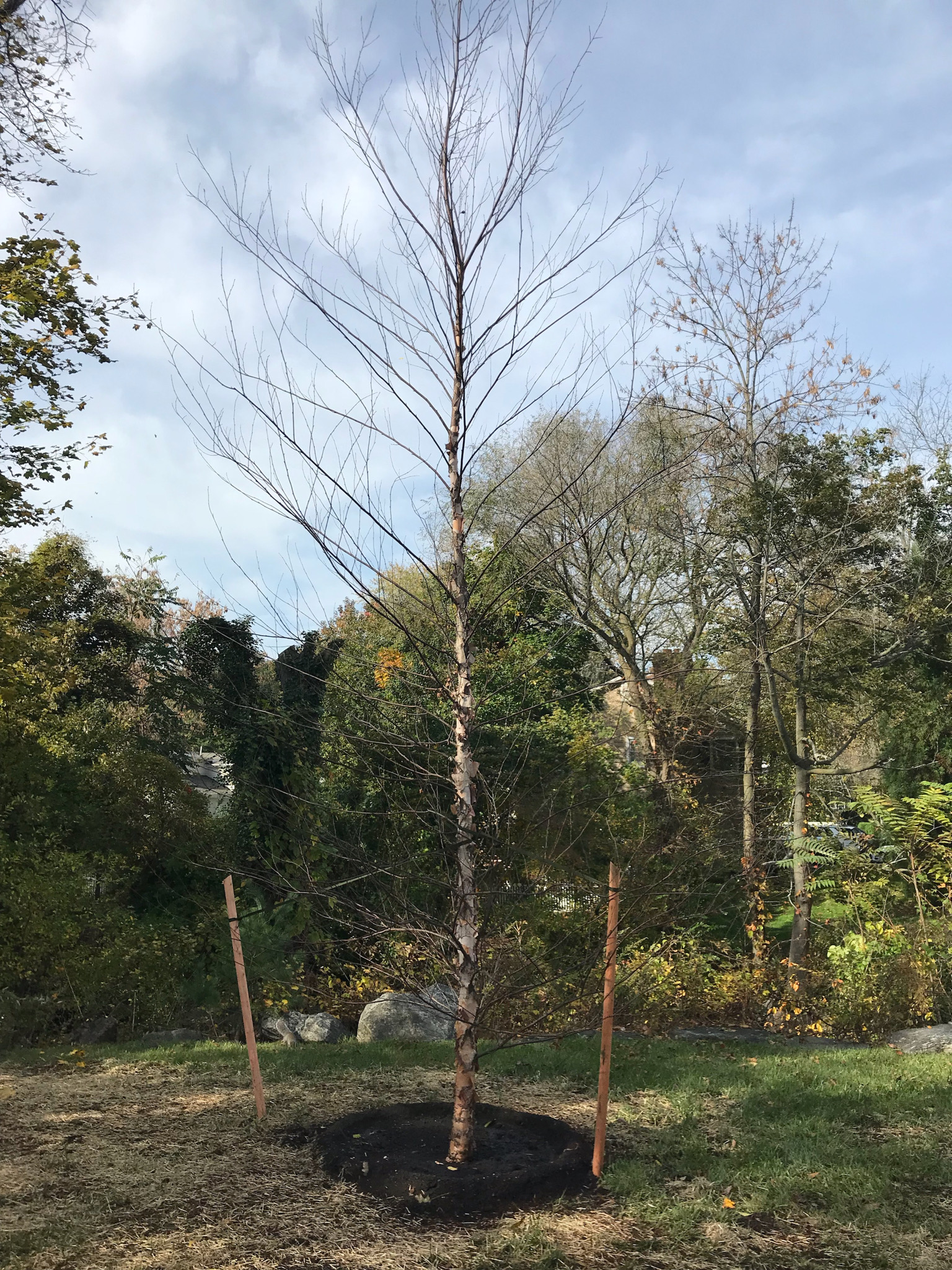 Central Park: A River Birch 